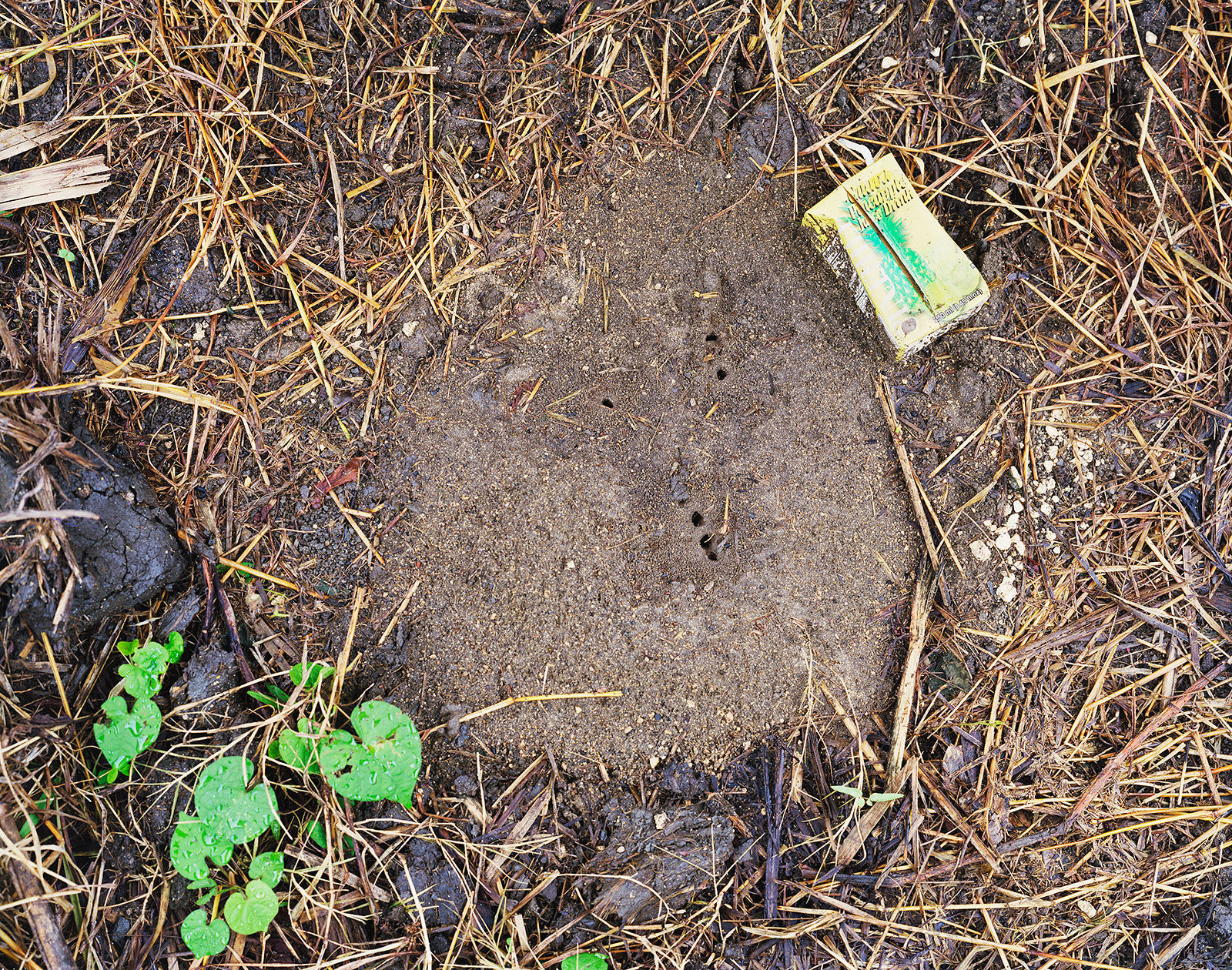 Ant Nest after the Rain, Brighton Farm, St. George, Barbados, 2004 Archival Pigment Print on Moab Entrada Rag, 17x21" Edition of Three