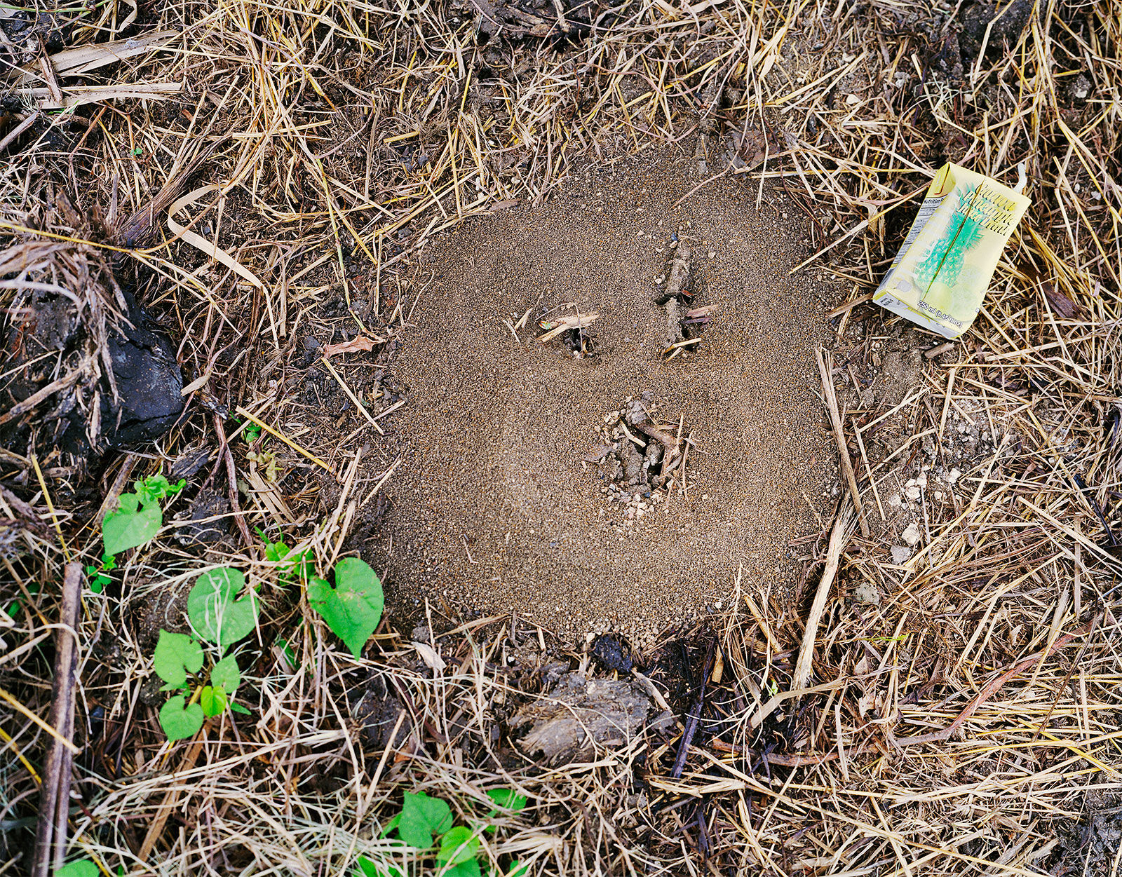 Ant Nest before the Rain, Brighton Farm, St. George, Barbados, 2004 Archival Pigment Print on Moab Entrada Rag, 17x21" Edition of Three