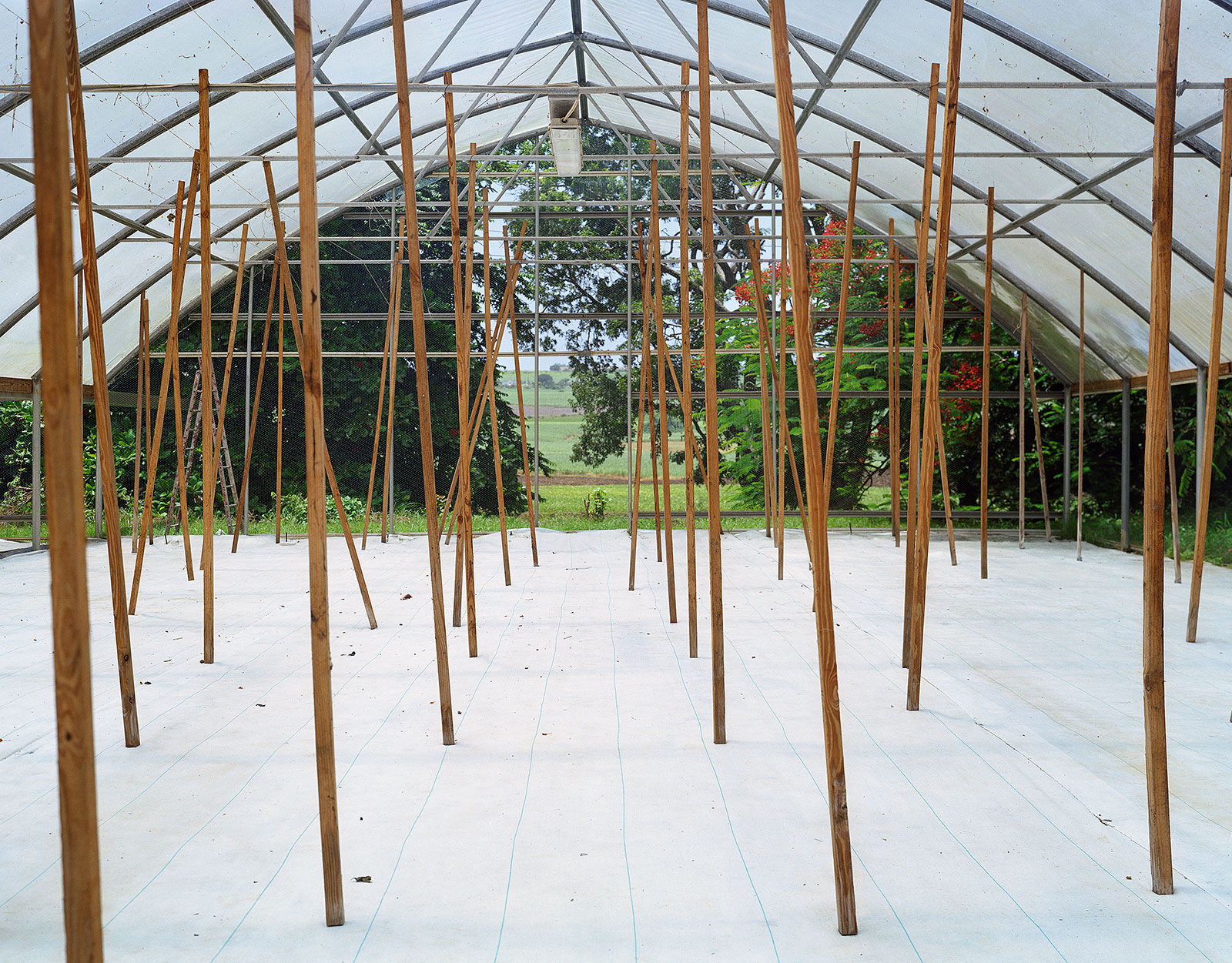 Greenhouse Prep, Brighton Farm, St. George, Barbados, 2006 Archival Pigment Print on Moab Entrada Rag, 17x21" Edition of Three
