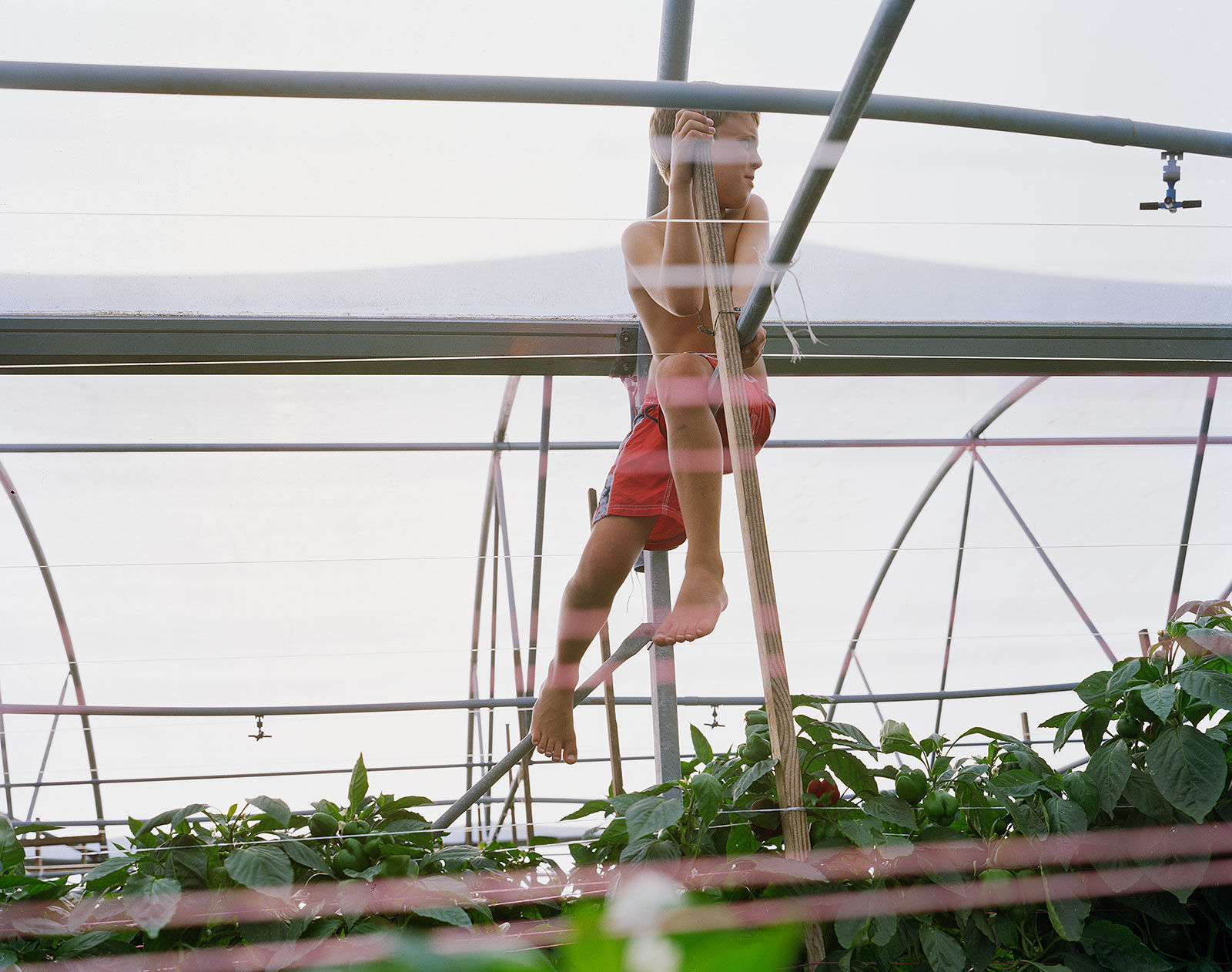 Johnathan in Greenhouse, Brighton Farm, St. George, Barbados, 2006 Archival Pigment Print on Moab Entrada Rag, 17x21" Edition of Three