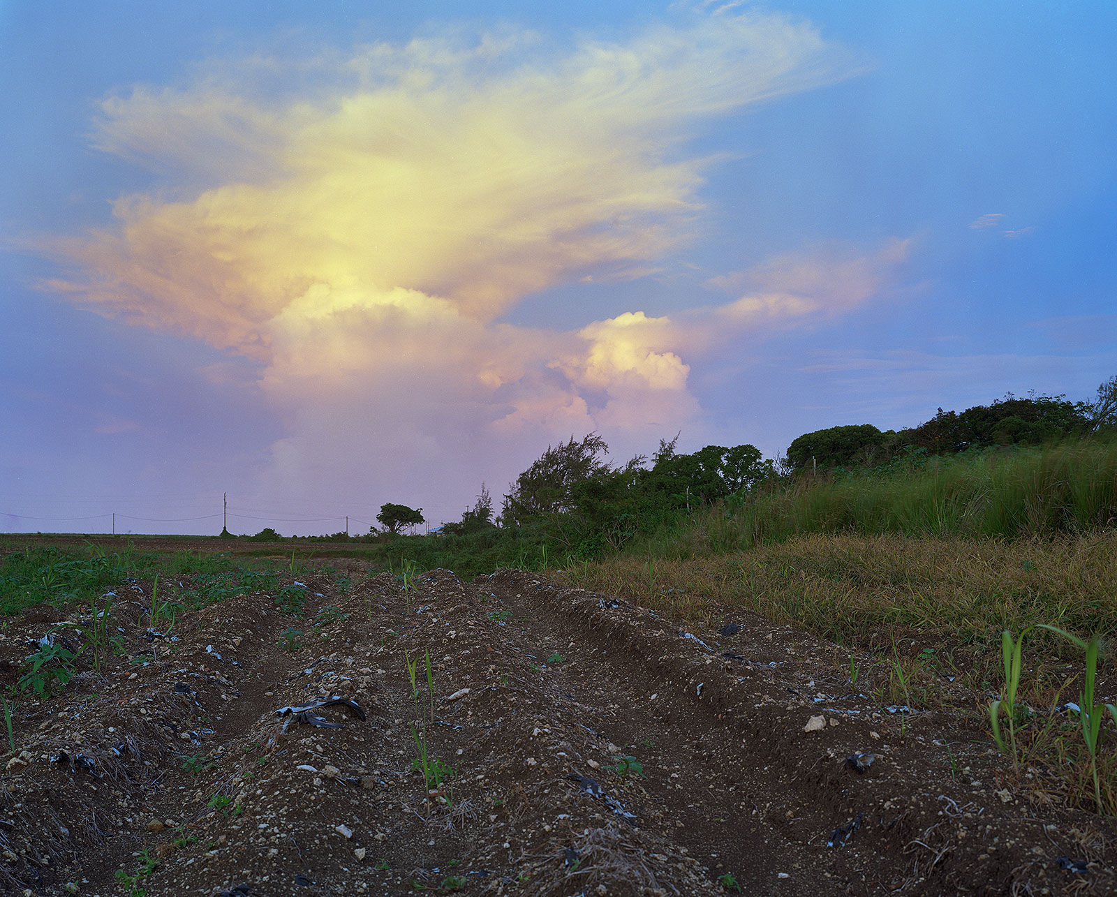 Dusk, Brighton Farm, St. George, Barbados, 2006 Archival Pigment Print on Moab Entrada Rag, 17x21" Edition of Three