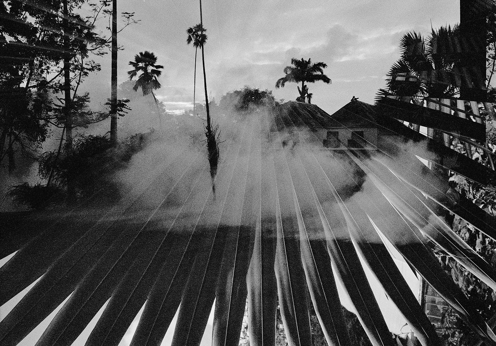 Bismarck Palm and Fumigation, Double Exposure, Brighton Farm, St. George, Barbados, 2012 Selenium Toned Silver Gelatin Print, 16x20" Archival Pigment Print on Moab Entrada Rag, 17x21" Edition of Three