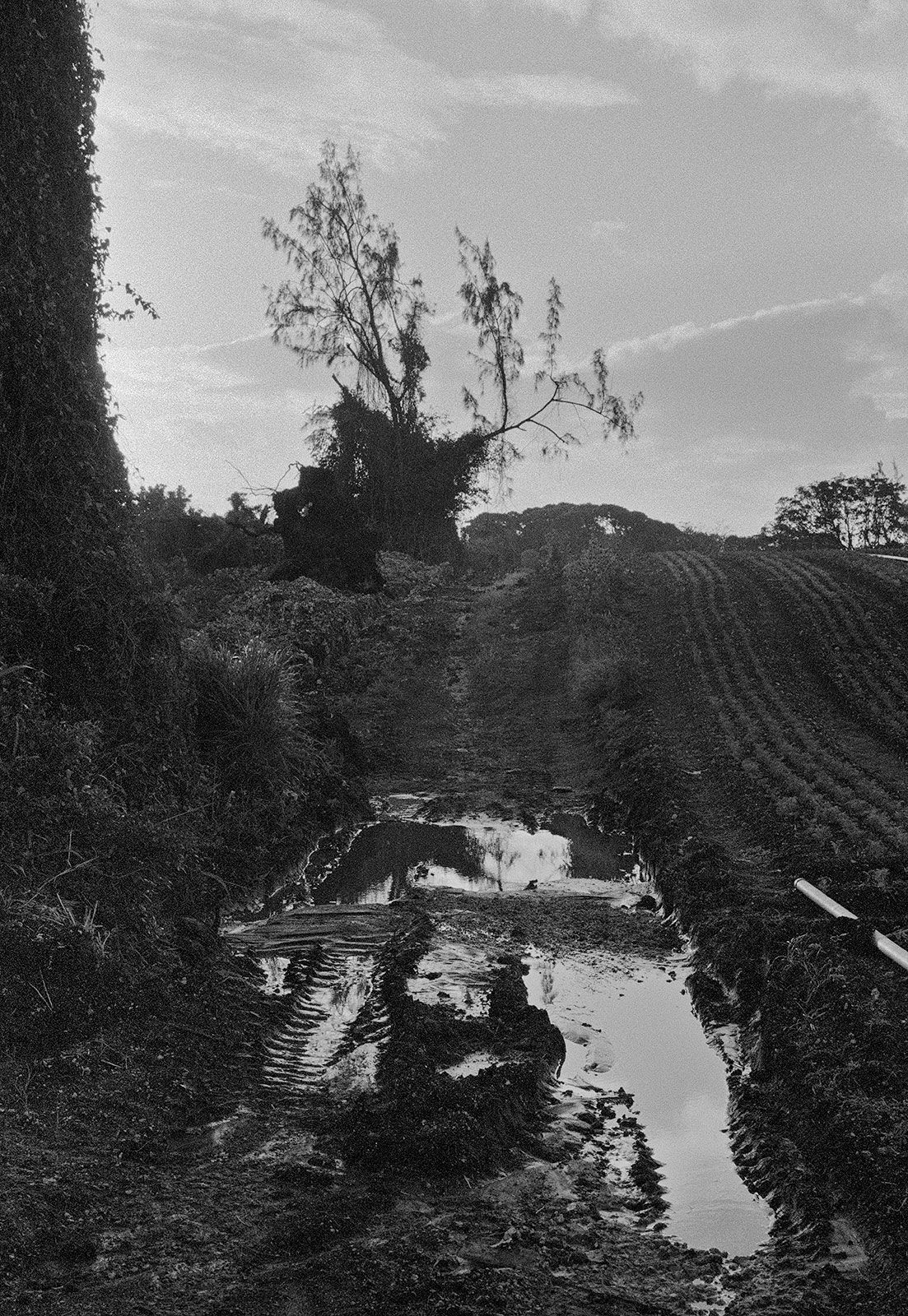 Puddle by Field, Brighton Farm, St. George, Barbados, 2011 Selenium Toned Silver Gelatin Print, 20x16" Archival Pigment Print on Moab Entrada Rag, 21x17" Edition of Three