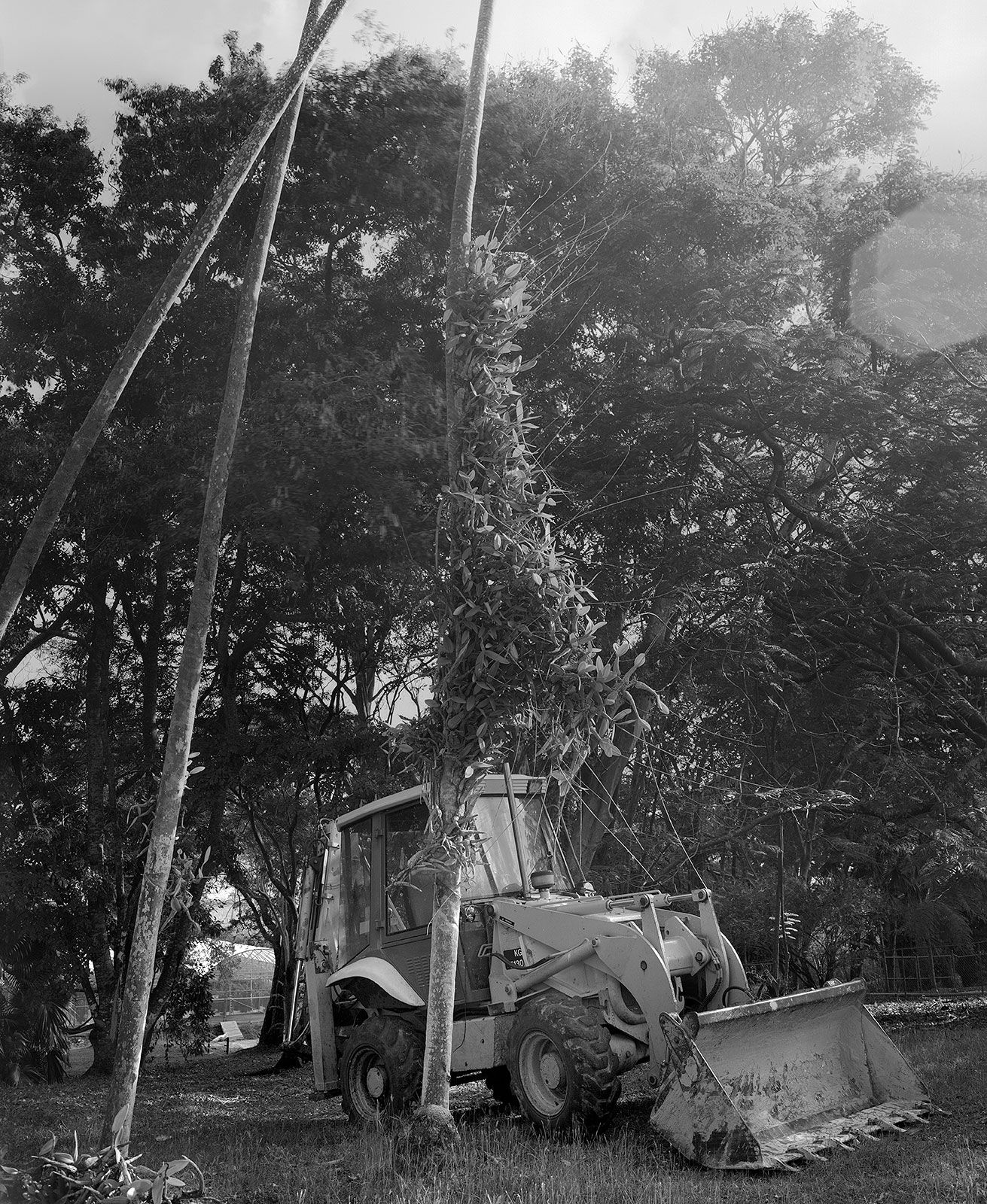 Epiphytic Orchids on Palm in Morning Light, Brighton Farm, St. George, Barbados, 2010 Selenium Toned Silver Gelatin Print, 24x20" Archival Pigment Print on Moab Entrada Rag, 21x17" Edition of Three