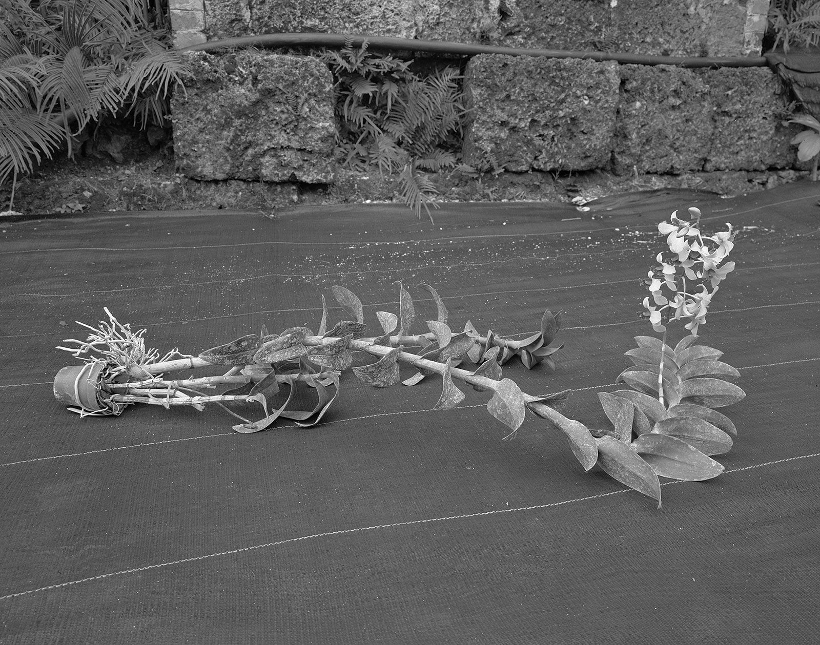 Spontaneous Sculpture, Orchid, Brighton Farm, St. George, Barbados, 2007 Selenium Toned Silver Gelatin Print, 20x24" Archival Pigment Print on Moab Entrada Rag, 17x21" Edition of Three