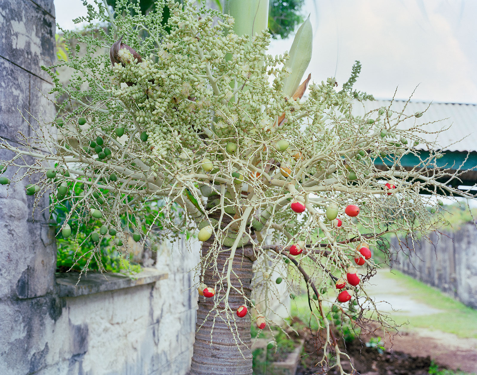 Red Palm Seeds, Brighton Farm, St. George, Barbados, 2006 Archival Pigment Print on Moab Entrada Rag, 17x21" Edition of Three