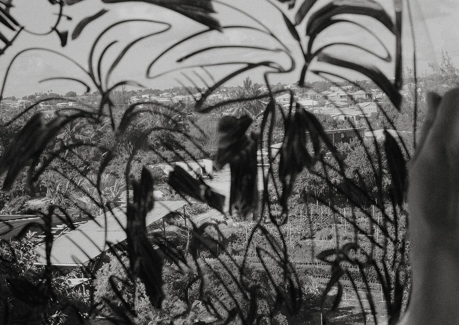 Untitled, St. Philip, Barbados, 2026 Selenium Toned Silver Gelatin Print, 16x20" Archival Pigment Print on Moab Entrada Rag, 17x21" Edition of Three