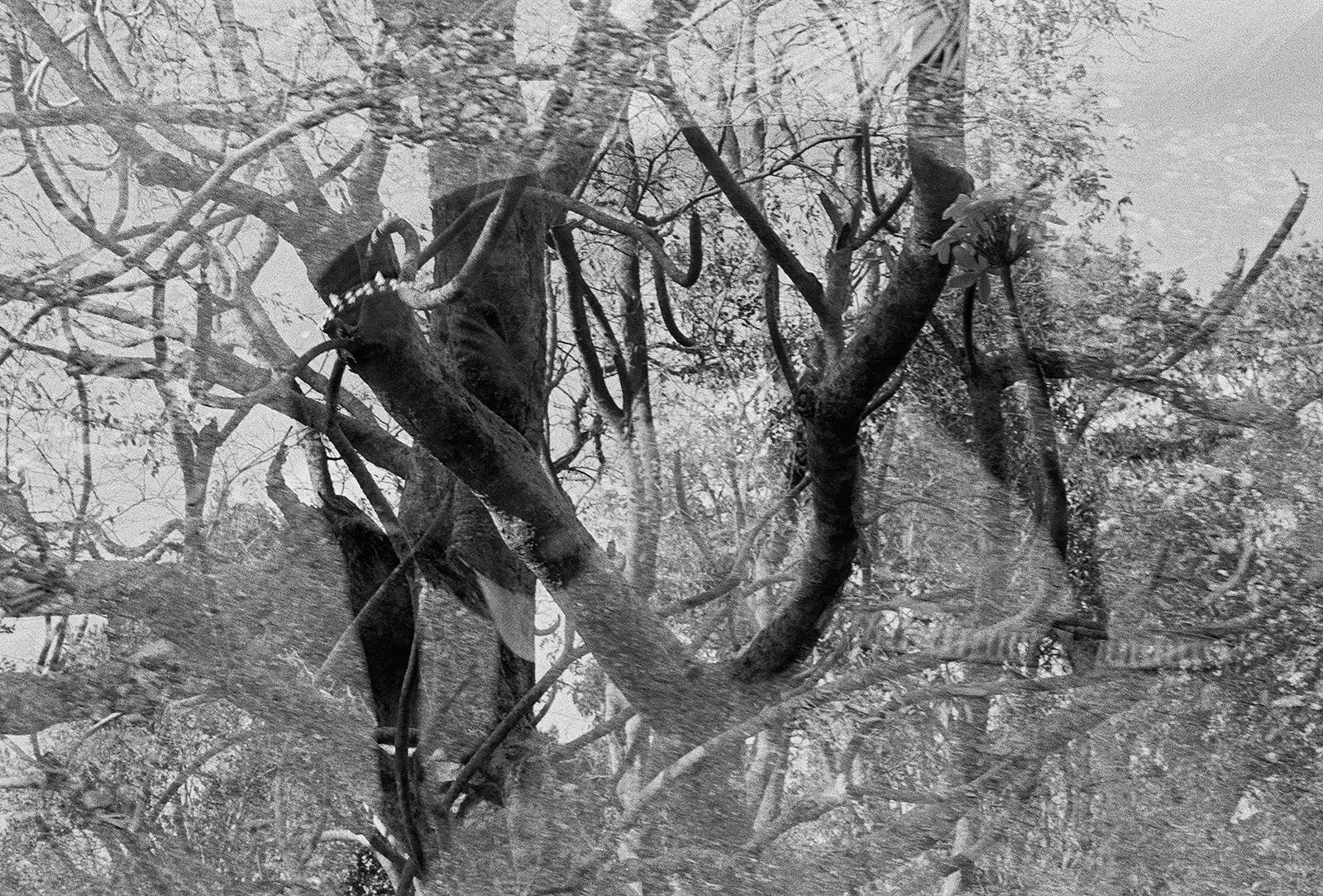Willow, Double Exposure, Brighton Farm, St. George, Barbados, 2010 Selenium Toned Silver Gelatin Print, 16x20" Archival Pigment Print on Moab Entrada Rag, 17x21" Edition of Three