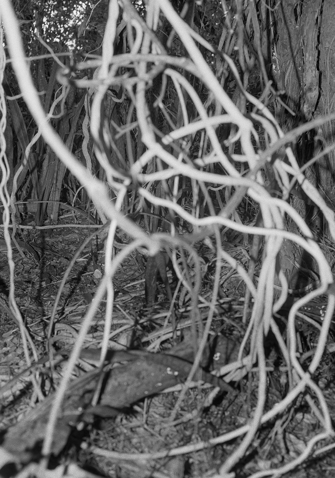 Gully Vines, St. George, Barbados, 2017 Selenium Toned Silver Gelatin Print, 20x16" Archival Pigment Print on Moab Entrada Rag, 21x17" Edition of Three