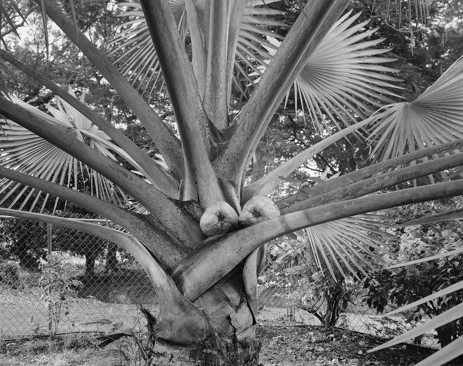 Spontaneous Sculpture, Coconuts and Bismarck Palm, Brighton Farm, St. George, Barbados, 2016 Selenium Toned Silver Gelatin Print, 20x24" Archival Pigment Print on Moab Entrada Rag, 17x21" Edition of Three