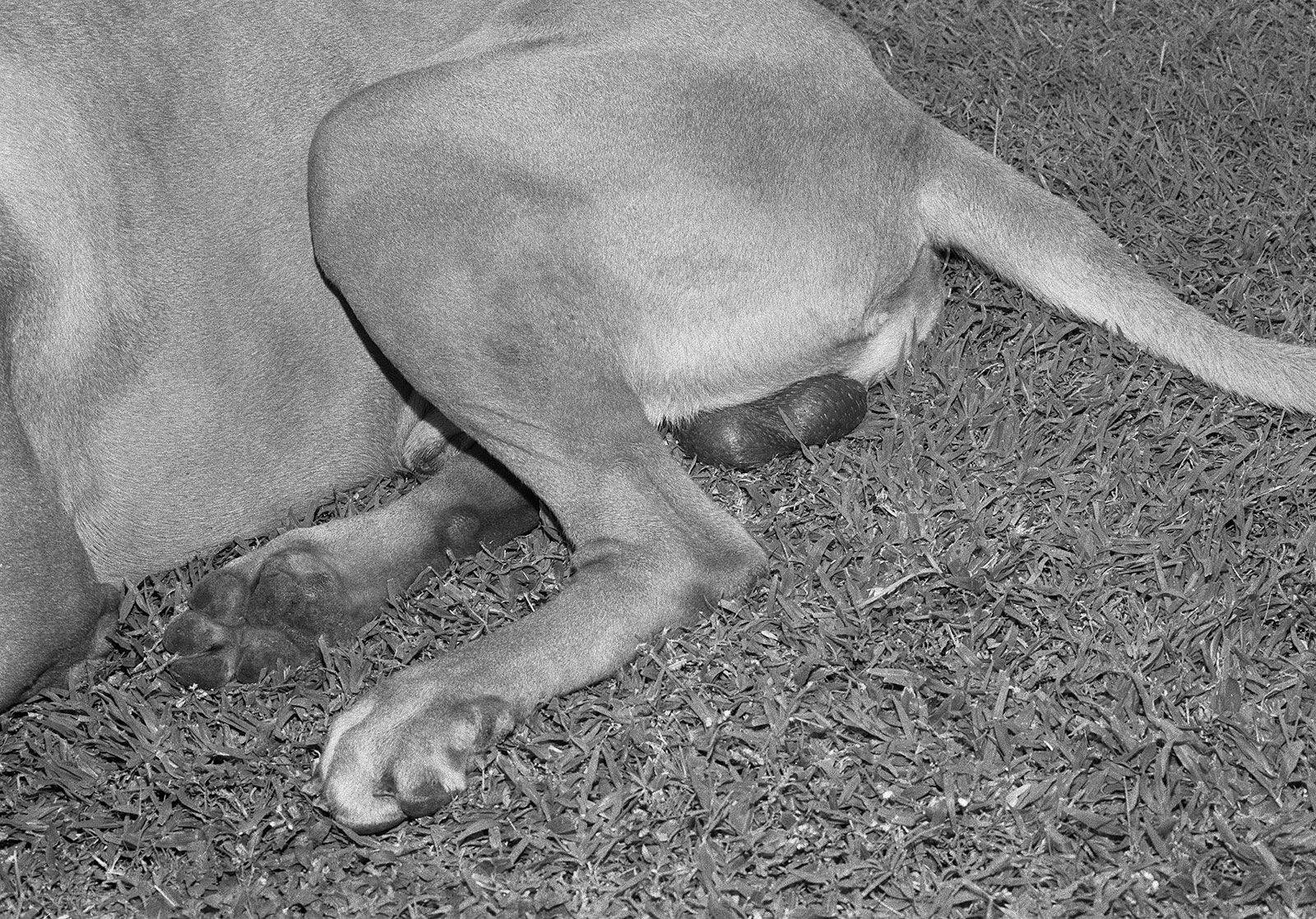 Bentley's Balls, Brighton Farm, St. George, Barbados, 2017 Selenium Toned Silver Gelatin Print, 16x20" Archival Pigment Print on Moab Entrada Rag, 17x21" Edition of Three