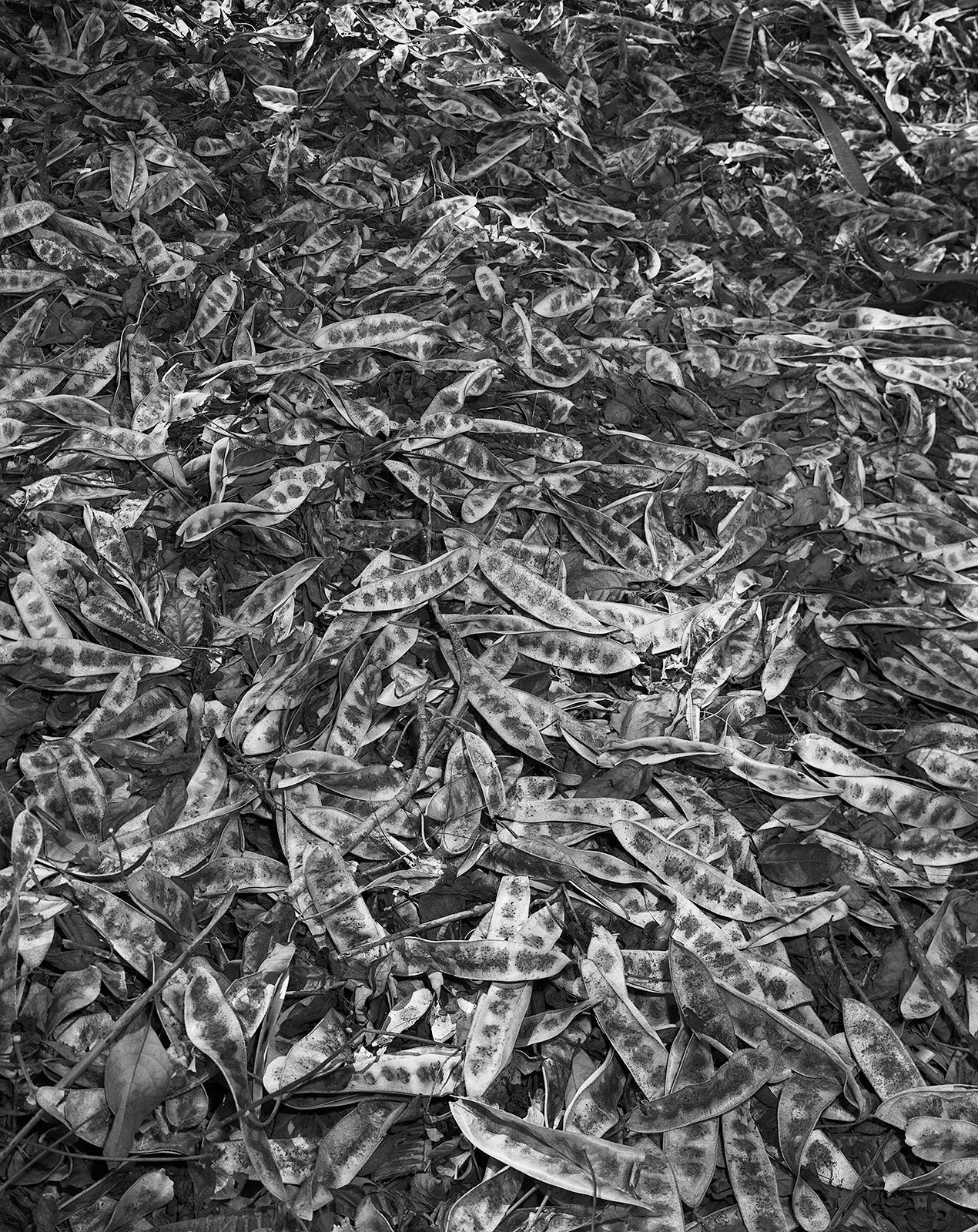 Shak-Shak Pods, Brighton Farm, St. George, Barbados, 2023 Selenium Toned Silver Gelatin Print, 24x20" Archival Pigment Print on Moab Entrada Rag, 21x17" Edition of Three