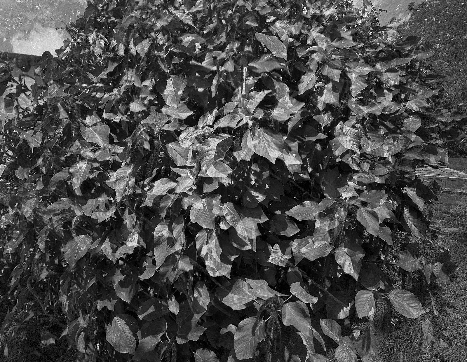 Anthurium Motion Study, Multiple Exposures, Brighton Farm, St. George, Barbados, 2010 Selenium Toned Silver Gelatin Print, 20x24" Archival Pigment Print on Moab Entrada Rag, 17x21" Edition of Three