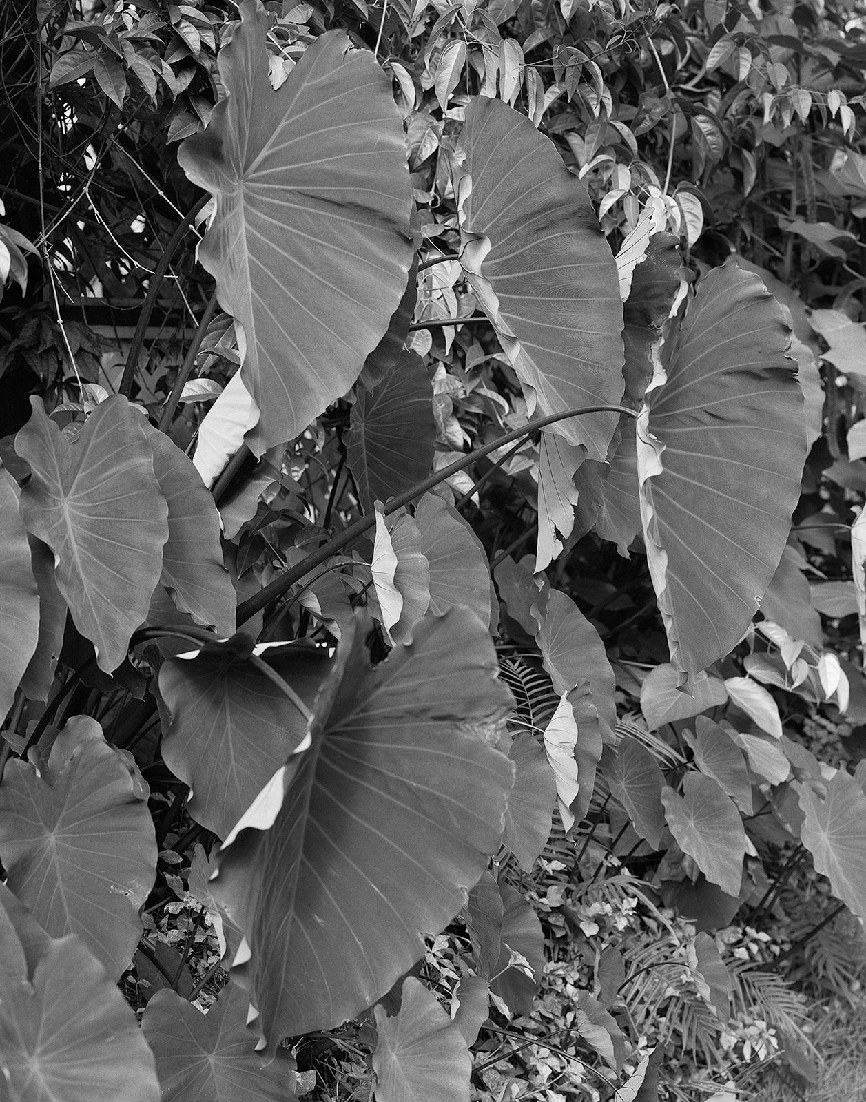 Leaf Light Study, Brighton Farm, St. George, Barbados, 2007 Selenium Toned Silver Gelatin Print, 24x20" Archival Pigment Print on Moab Entrada Rag, 21x17" Edition of Three