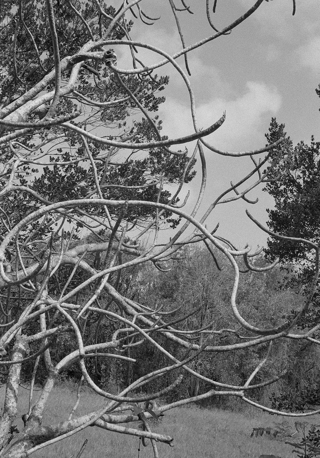 Frangipani, Brighton Farm, St. George, Barbados, 2009 Selenium Toned Silver Gelatin Print, 20x16" Archival Pigment Print on Moab Entrada Rag, 17x21" Edition of Three