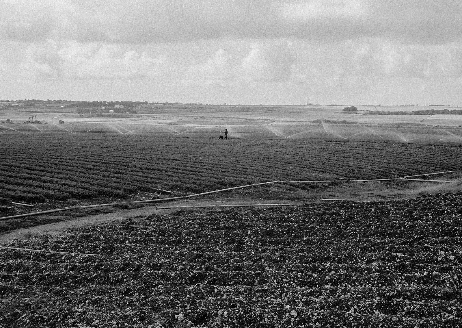 Irrigation, Brighton Farm, St. George, Barbados, 2009 Selenium Toned Silver Gelatin Print, 16x20" Archival Pigment Print on Moab Entrada Rag, 17x21" Edition of Three