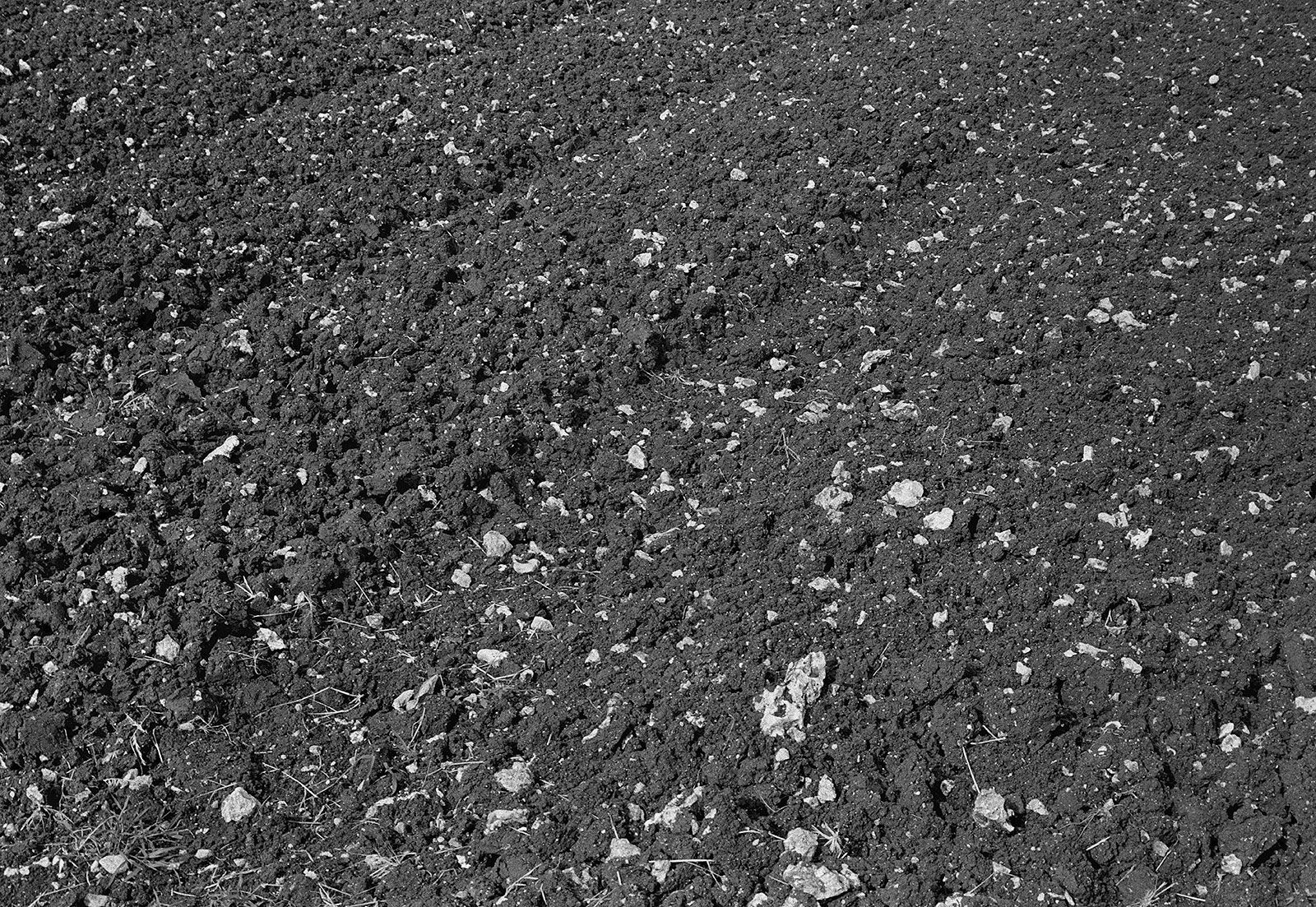 Tracks in Field, Brighton Farm, St. George, Barbados, 2009 Selenium Toned Silver Gelatin Print, 16x20" Archival Pigment Print on Moab Entrada Rag, 17x21" Edition of Three