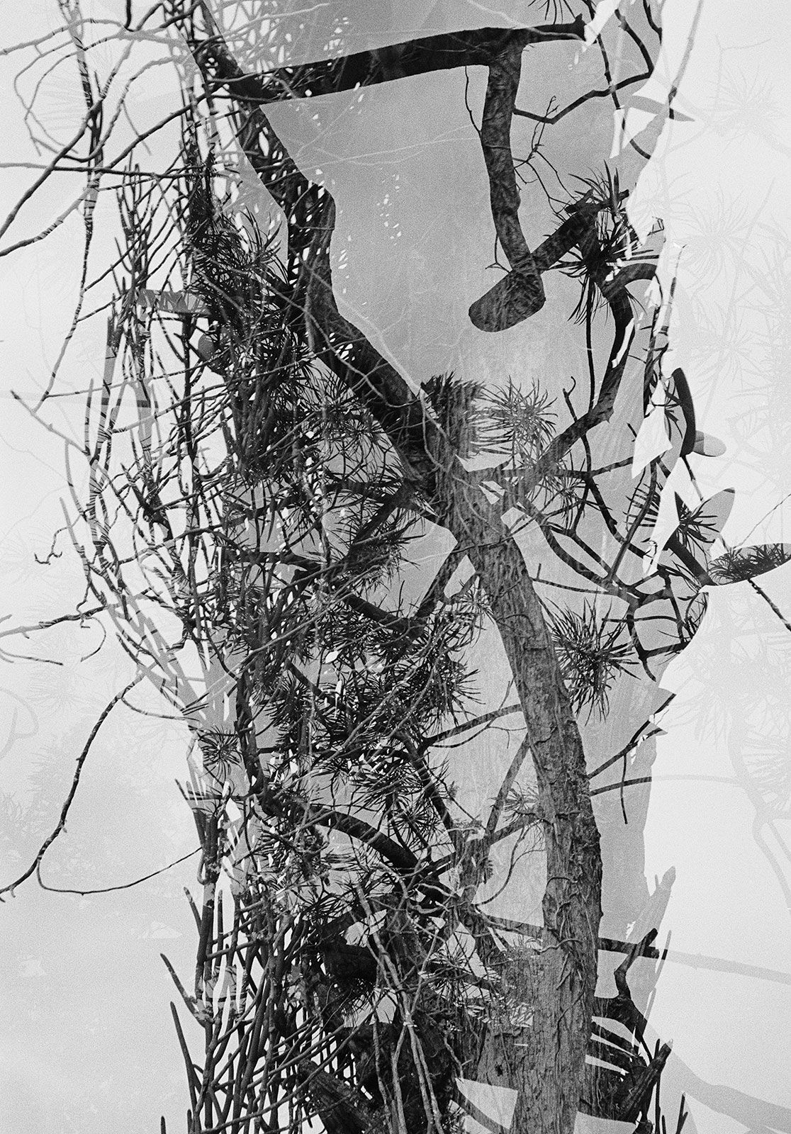 Untitled, Double Exposure, Brighton Farm, St. George, Barbados, 2012 Selenium Toned Silver Gelatin Print, 20x16" Archival Pigment Print on Moab Entrada Rag, 21x17" Edition of Three