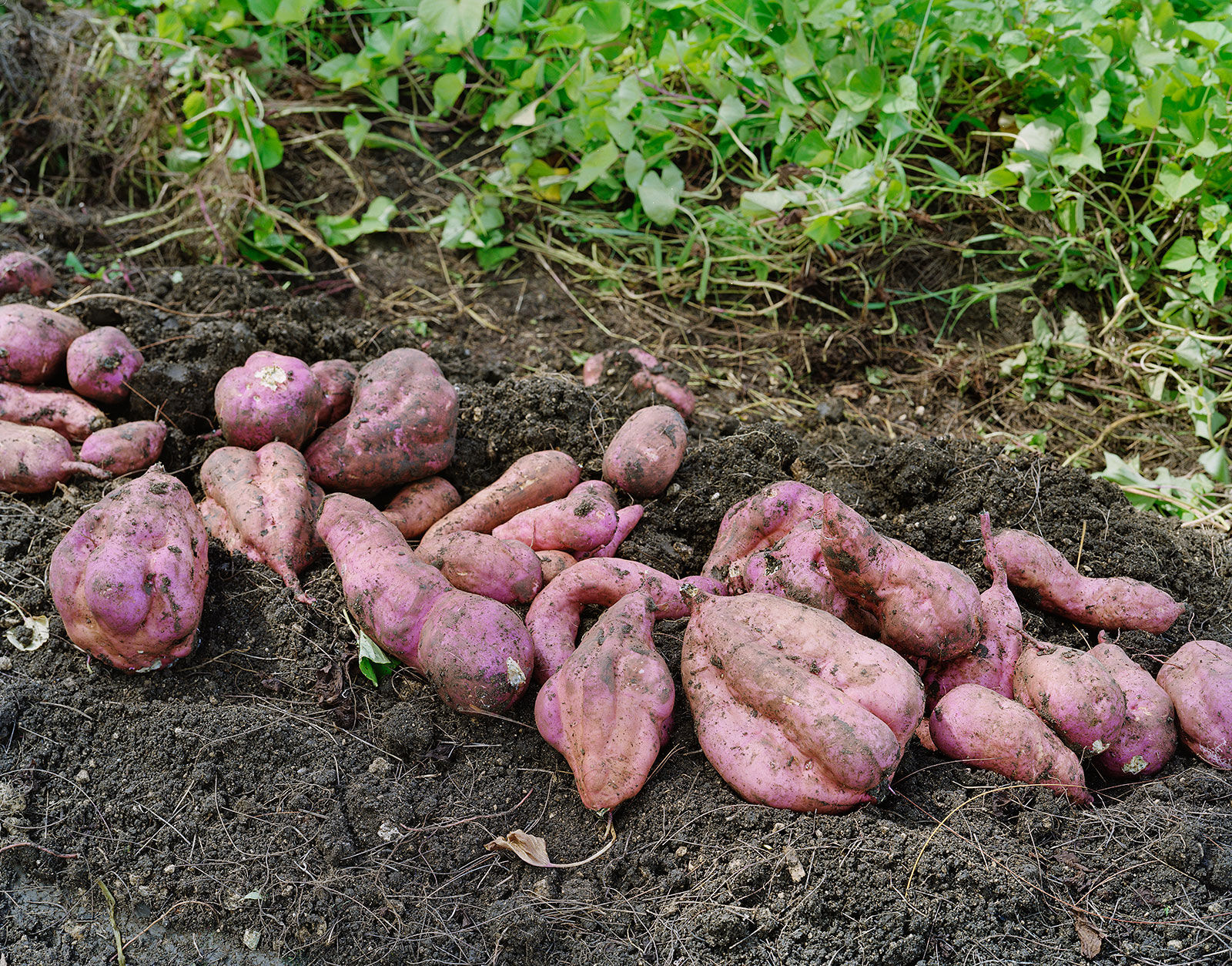 Sweet Potato, Brighton Farm, St. George, Barbados, 2006 Archival Pigment Print on Moab Entrada Rag, 17x21" Edition of Three