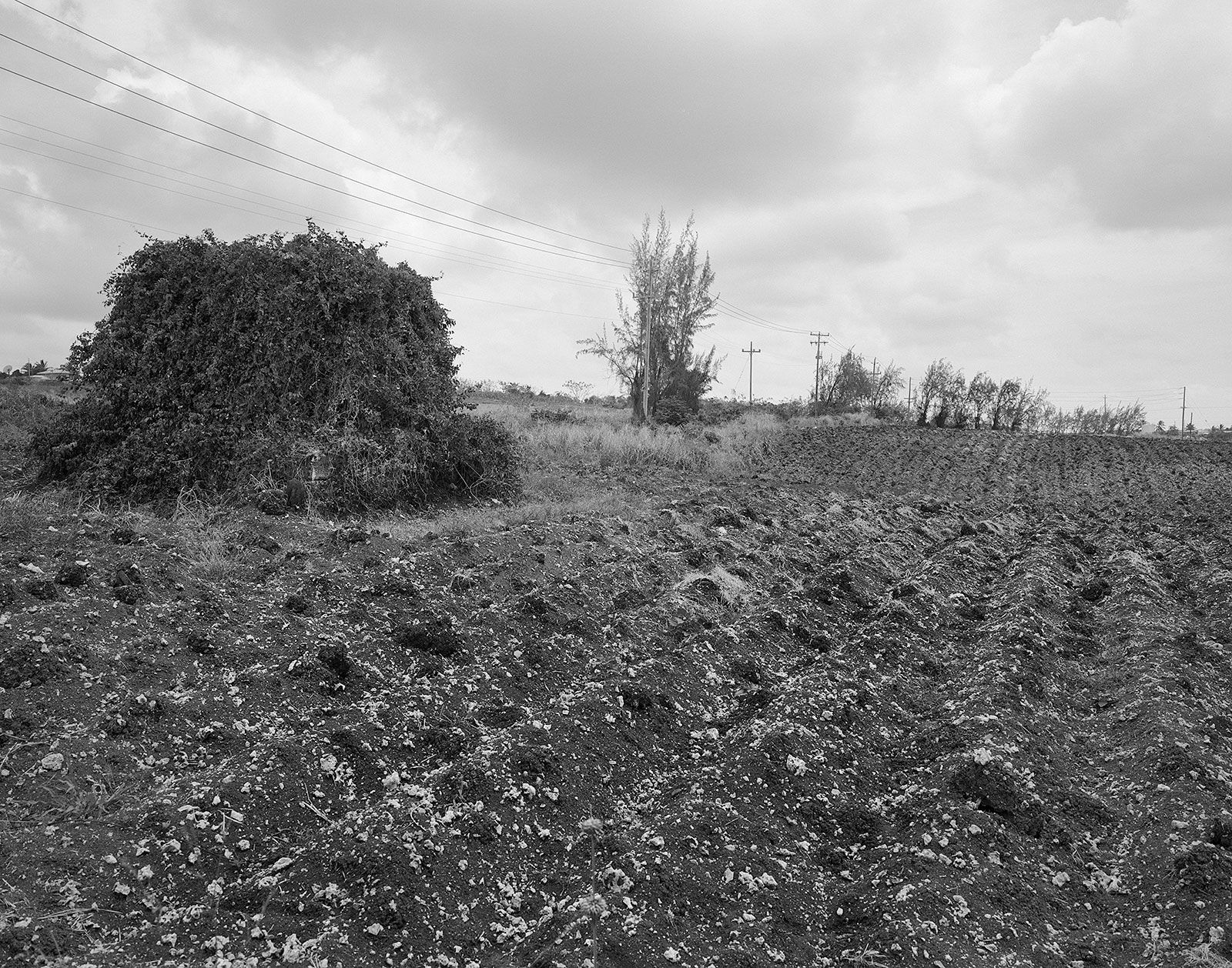 Carrot Field, Brighton Farm, St. George, Barbados, 2006 Selenium Toned Silver Gelatin Print, 16x20" Archival Pigment Print on Moab Entrada Rag, 17x21" Edition of Three