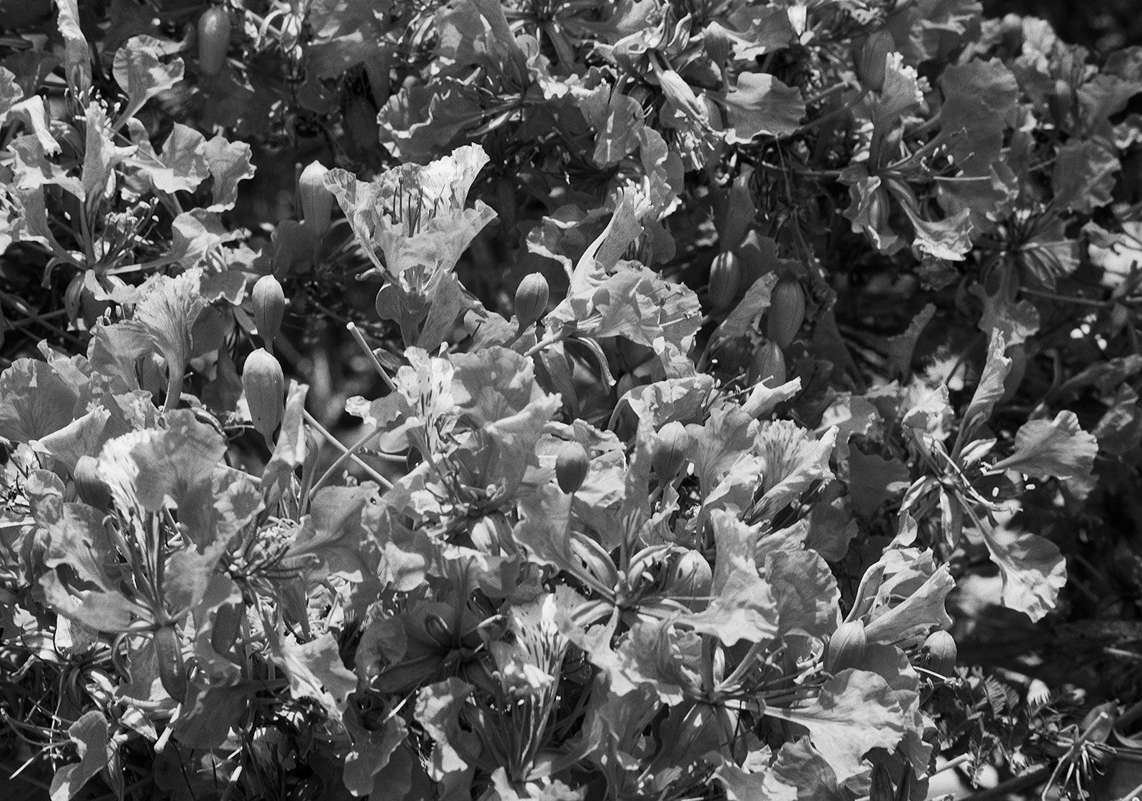 Flamboyant Flowers, Brighton Farm, St. George, Barbados, 2023 Selenium Toned Silver Gelatin Print, 16x20" Archival Pigment Print on Moab Entrada Rag, 17x21" Edition of Three