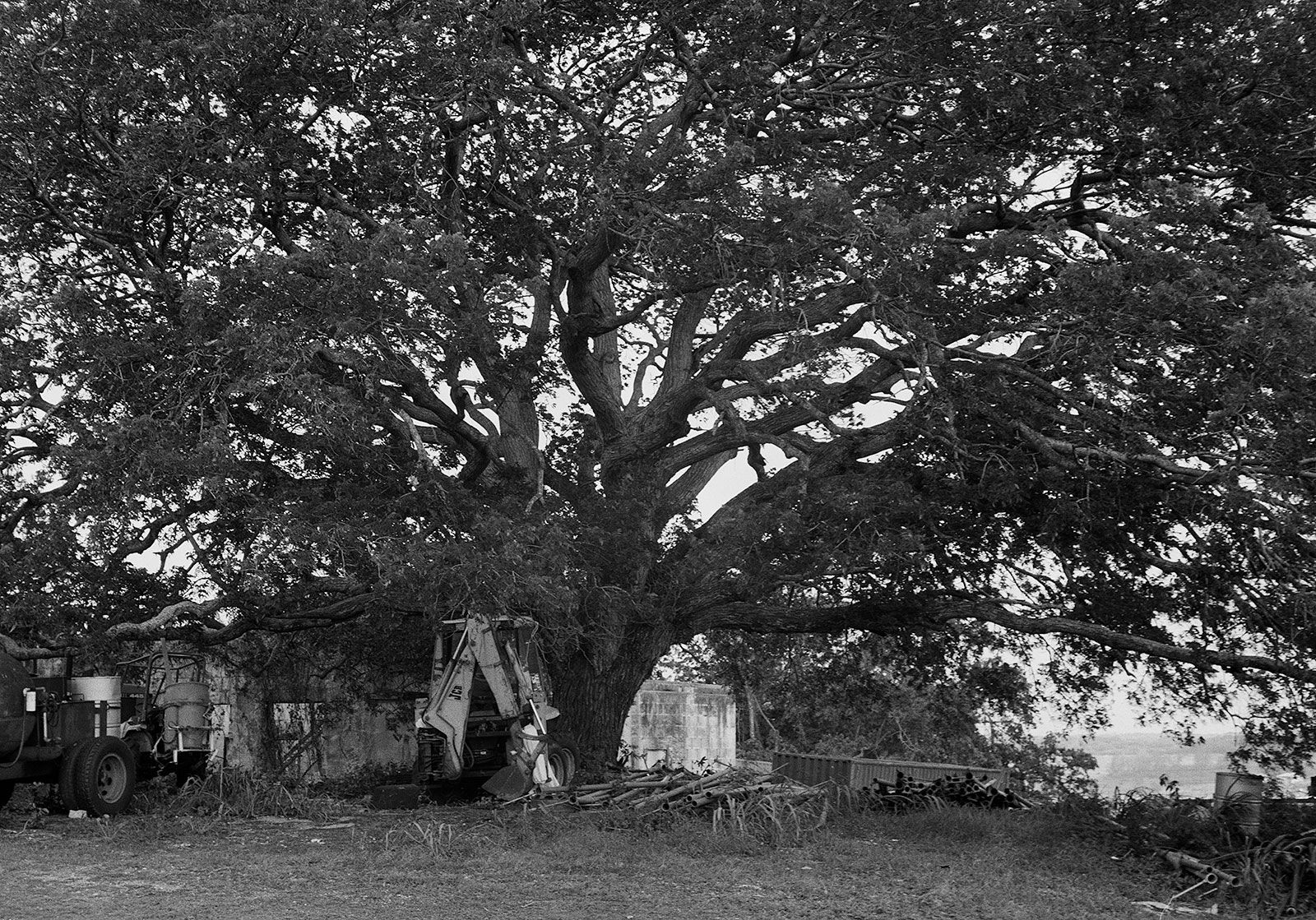 Mahogany Tree, Brighton Farm, St. George, Barbados, 2023 Selenium Toned Silver Gelatin Print, 16x20" Archival Pigment Print on Moab Entrada Rag, 17x21" Edition of Three