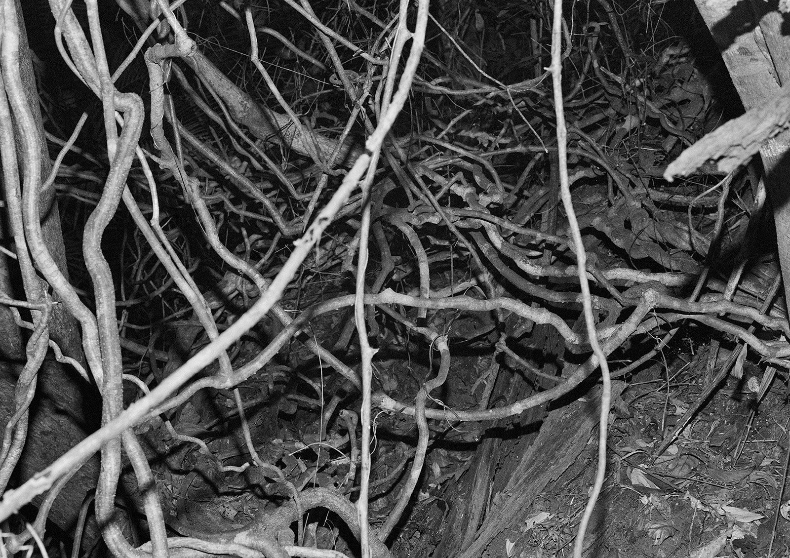 Mount Sorrow Ridge Trail, Daintree Rainforest, Queensland, Australia, 2022 Archival Pigment Print on Moab Entrada Rag, 17x21" Edition of Three