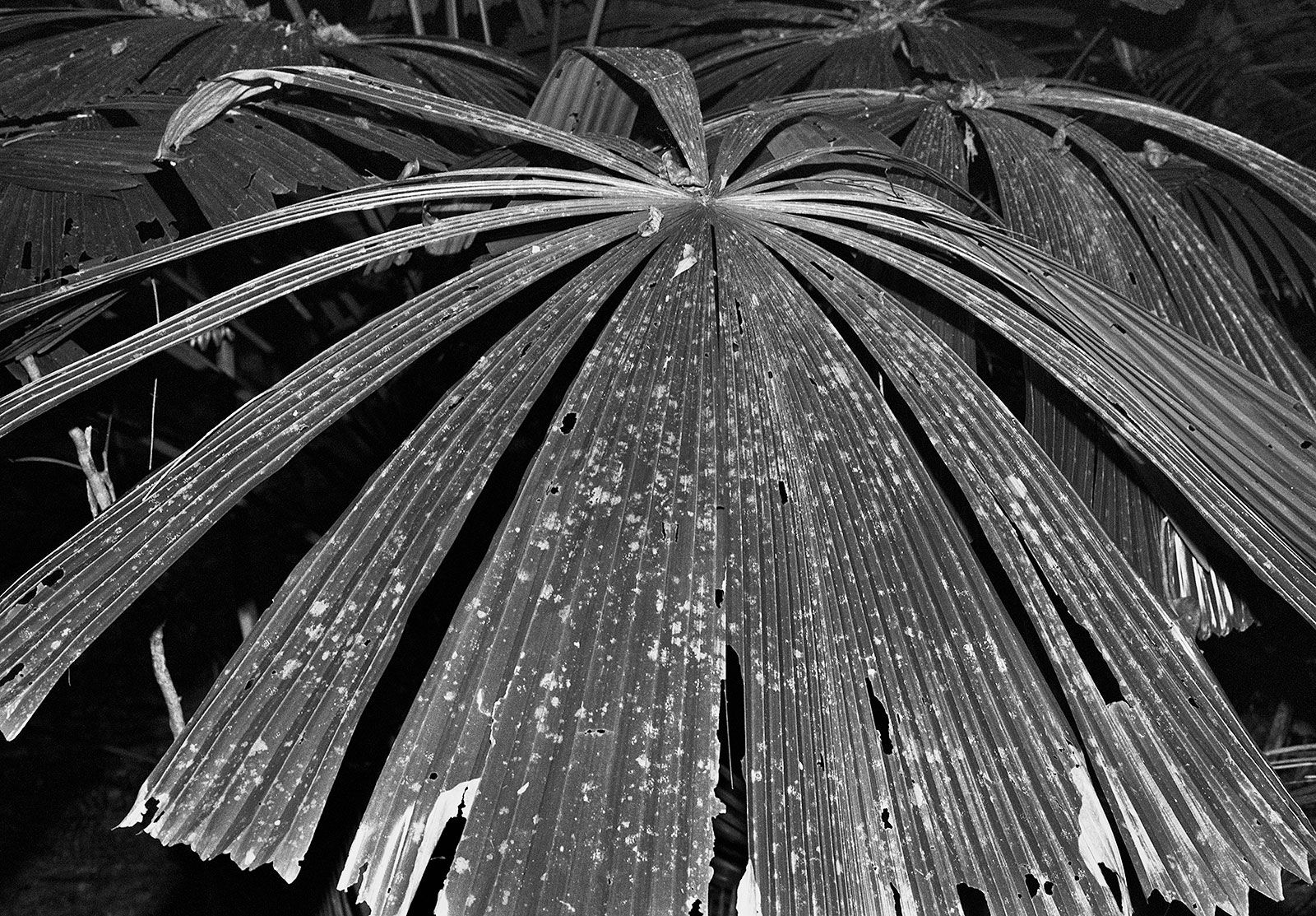 Fan Palm, Mount Sorrow Ridge Trail, Daintree Rainforest, Queensland, Australia, 2022 Archival Pigment Print on Hahnemuhle Photo Rag , 17x21" Edition of Three