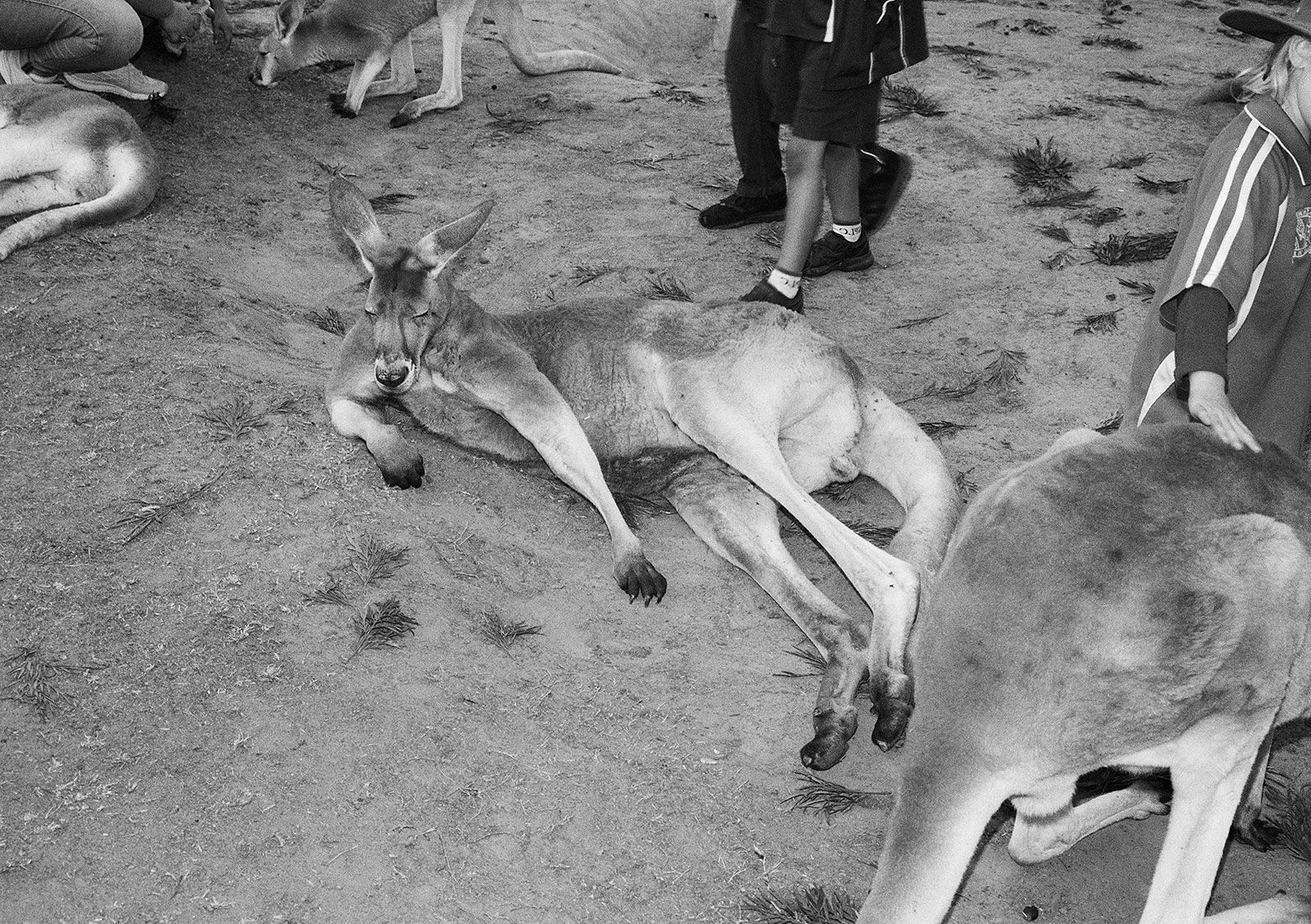 Kangaroos and Schoolchildren, Lone Pine Koala Sanctuary, Queensland, Australia, 2022 Archival Pigment Print on Hahnemuhle Photo Rag , 17x21" Edition of Three