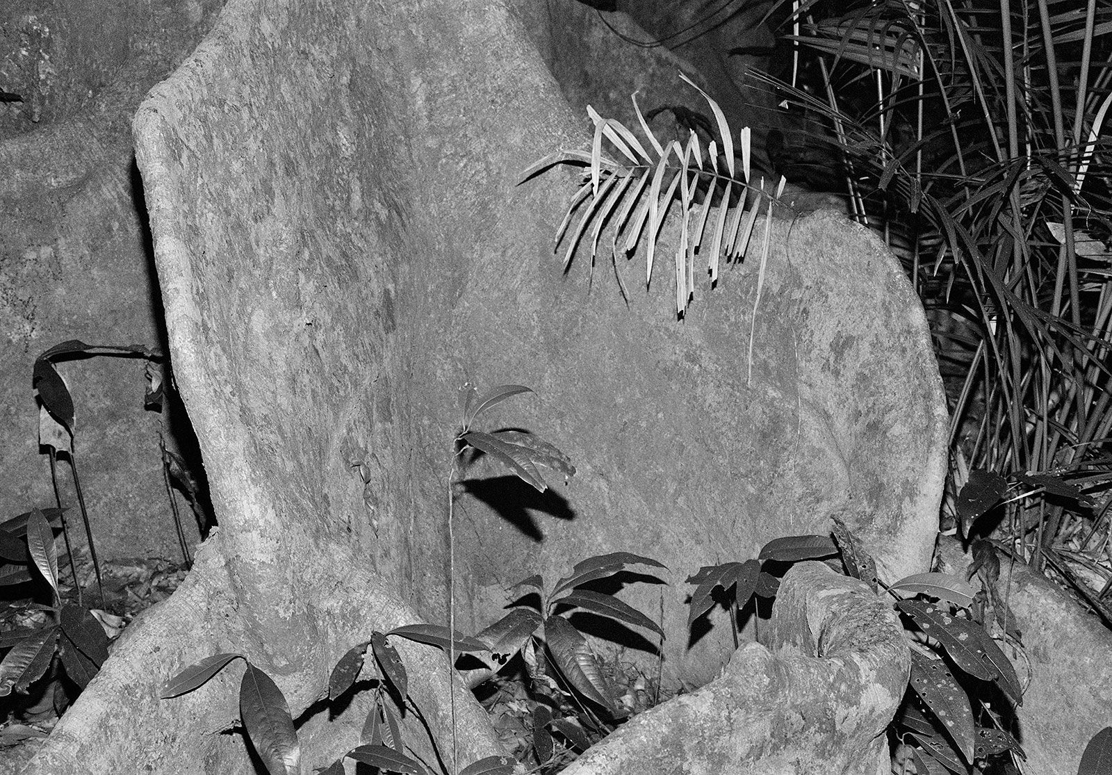Daintree Rainforest, Queensland, Australia, 2022 Archival Pigment Print on Hahnemuhle Photo Rag , 17x21" Edition of Three