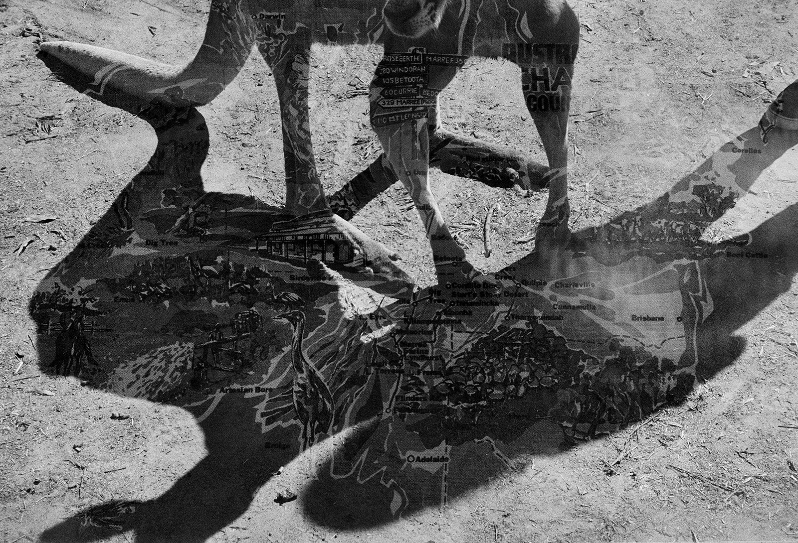 Red Kangaroo/Tea Towel Double Exposure, Queensland, Australia, 2022 Archival Pigment Print on Hahnemuhle Photo Rag , 17x21" Edition of Three