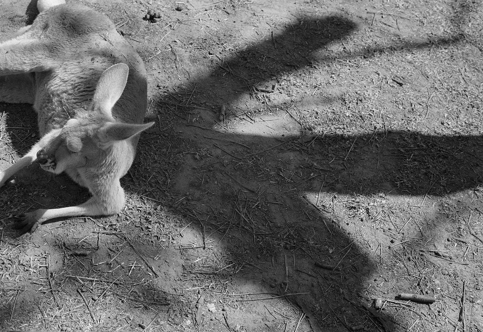 Kangaroo, Lone Pine Koala Sanctuary, Queensland, Australia, 2022 Archival Pigment Print on Hahnemuhle Photo Rag , 17x21" Edition of Three