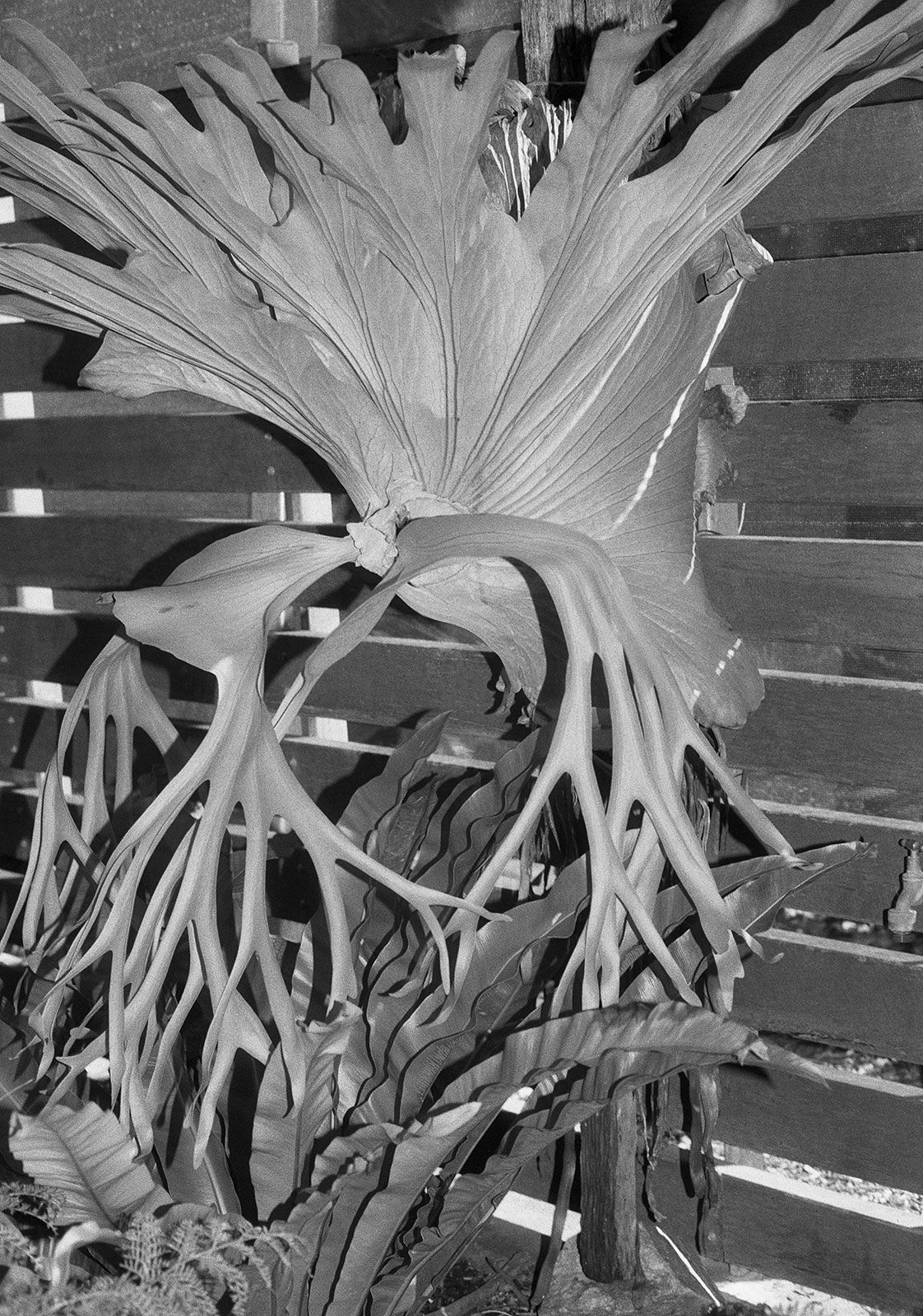 Elkhorn Fern, Mount Coot-tha Botanical Gardens, Queensland, Australia, 2022 Archival Pigment Print on Hahnemuhle Photo Rag , 21x17" Edition of Three