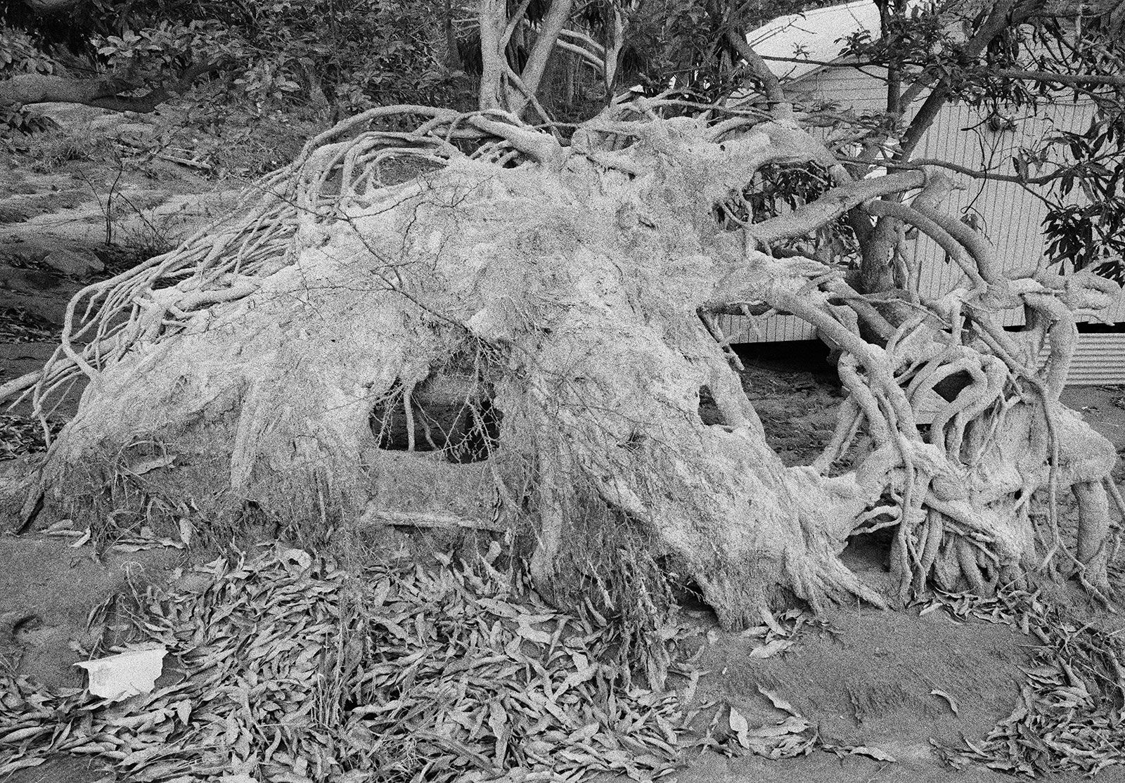 Tree Roots with Imbedded Ash, Salem, Montserrat, 2003 Archival Pigment Print on Hahnemuhle Photo Rag, 17x21" Edition of Three