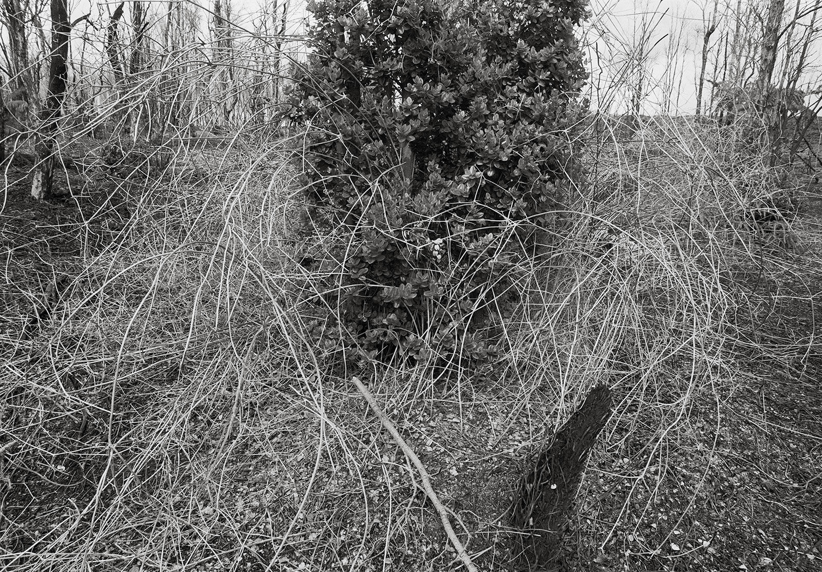 East Rift-Zone, Hawai'i, 2005 Archival Pigment Print on Hahnemuhle Photo Rag, 17x21" Edition of Three