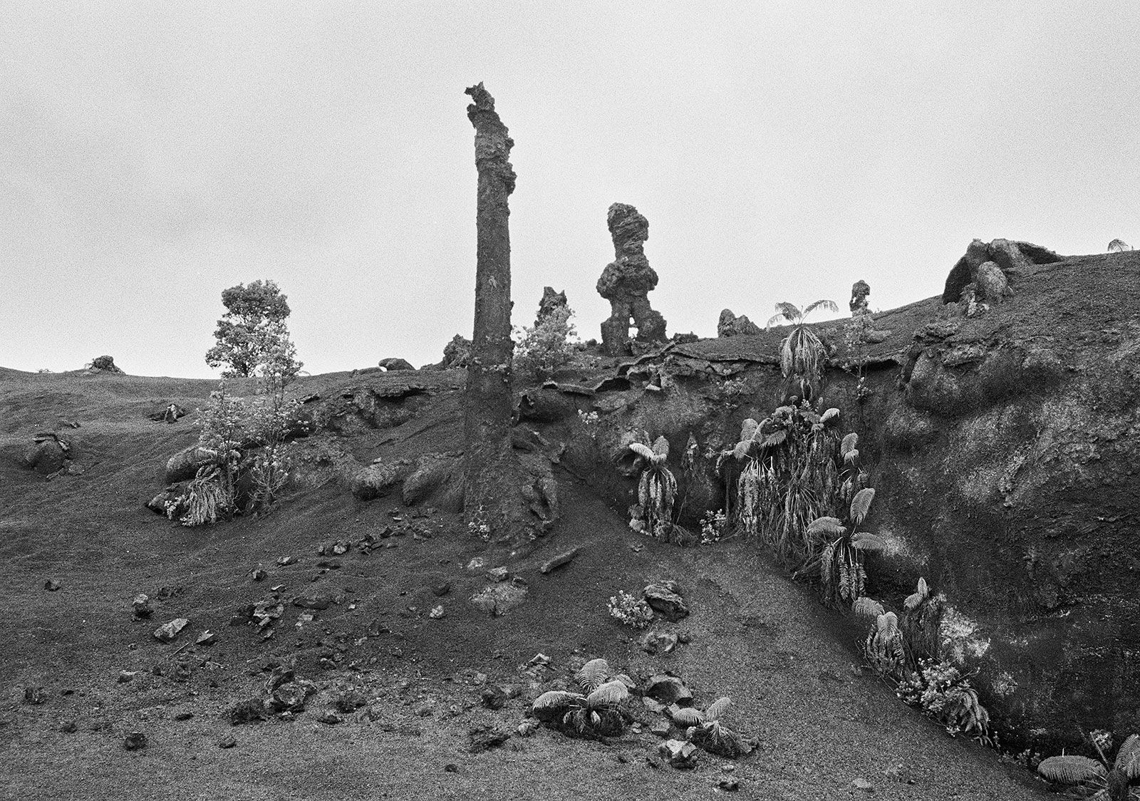 Lava Trees, East Rift-Zone, Hawai'i, 2005 Archival Pigment Print on Hahnemuhle Photo Rag, 17x21" Edition of Three