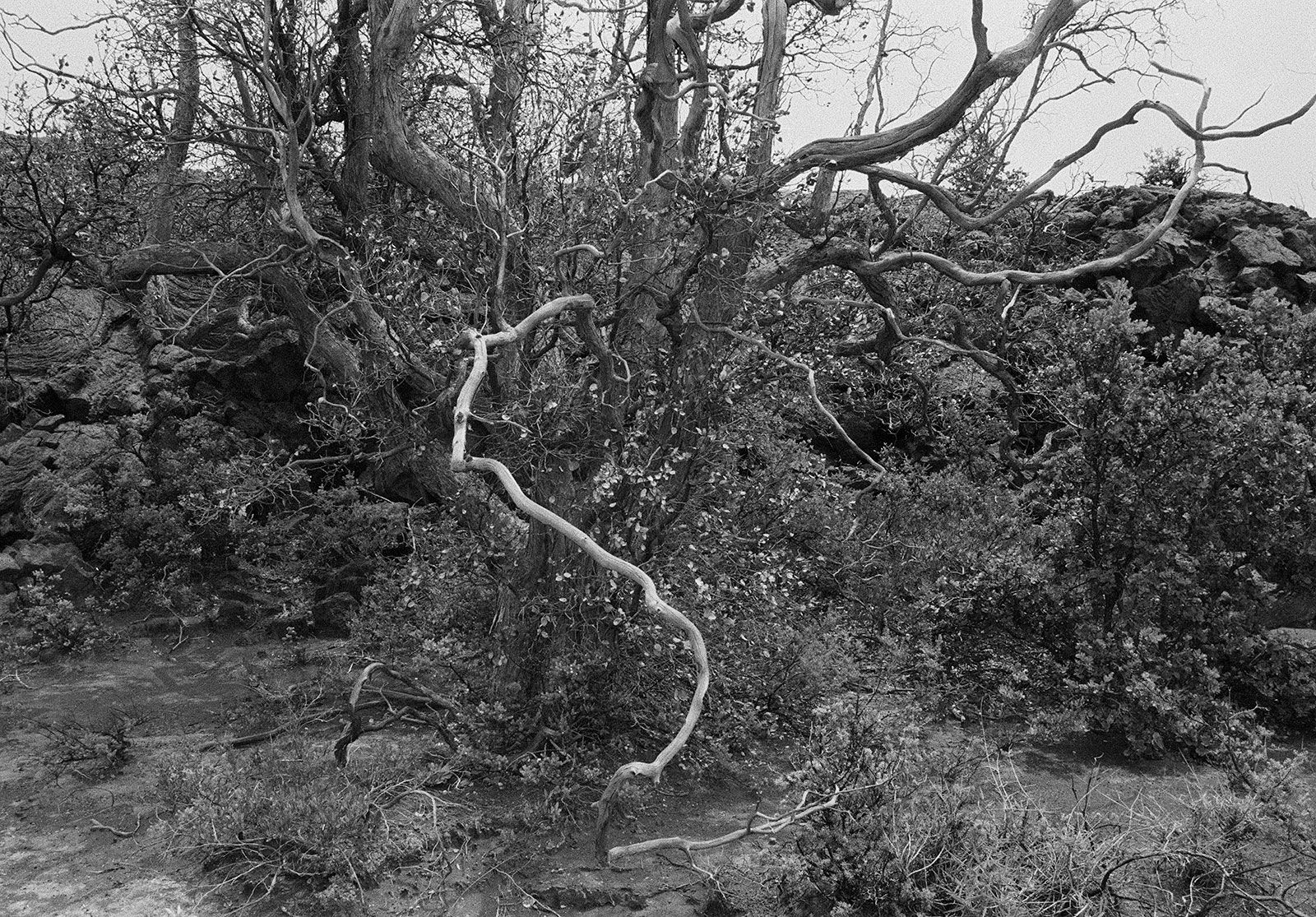 Kaʻū Desert, Hawai'i, 2011 Archival Pigment Print on Hahnemuhle Photo Rag, 17x21" Edition of Three