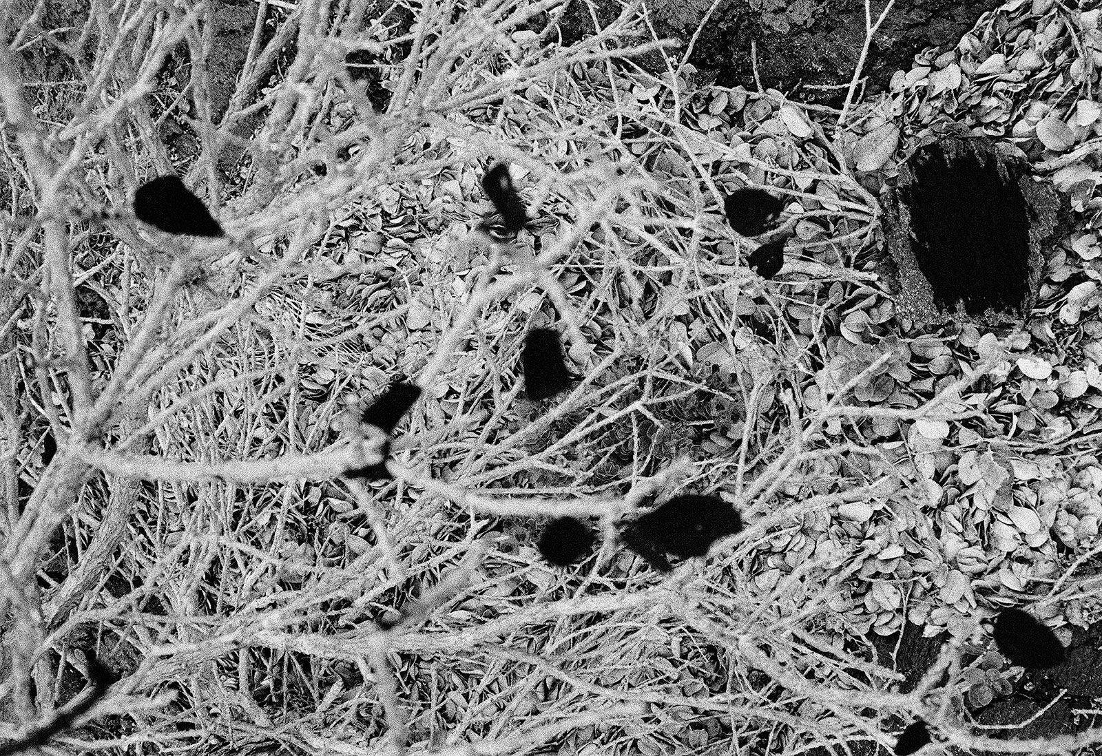 Untitled, East Rift Zone, Hawai'i, 2007 Archival Pigment Print on Hahnemuhle Photo Rag, 17x21" Edition of Three