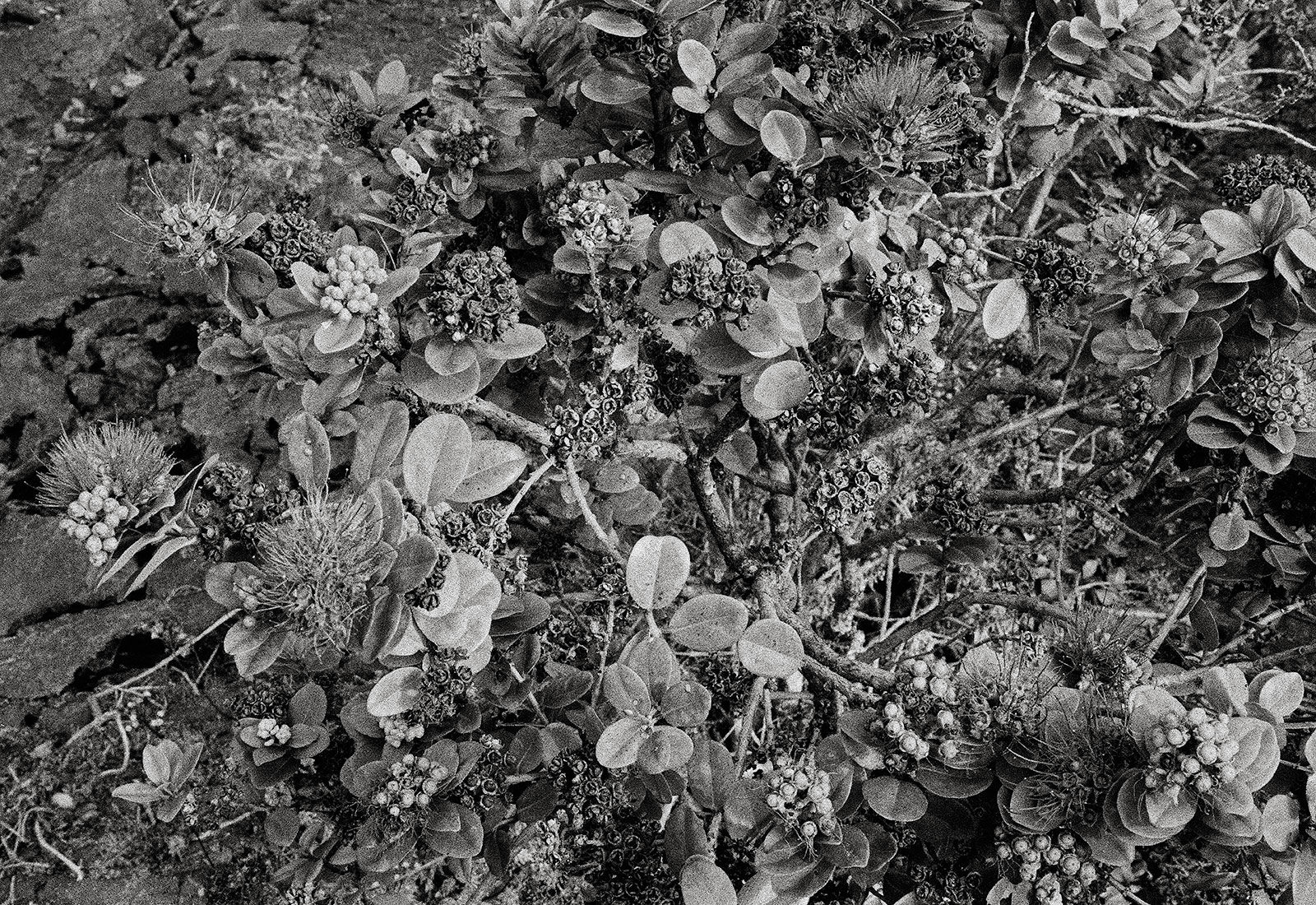 ʻŌhiʻa, East Rift Zone, Hawai'i, 2007 Archival Pigment Print on Hahnemuhle Photo Rag, 17x21" Edition of Three