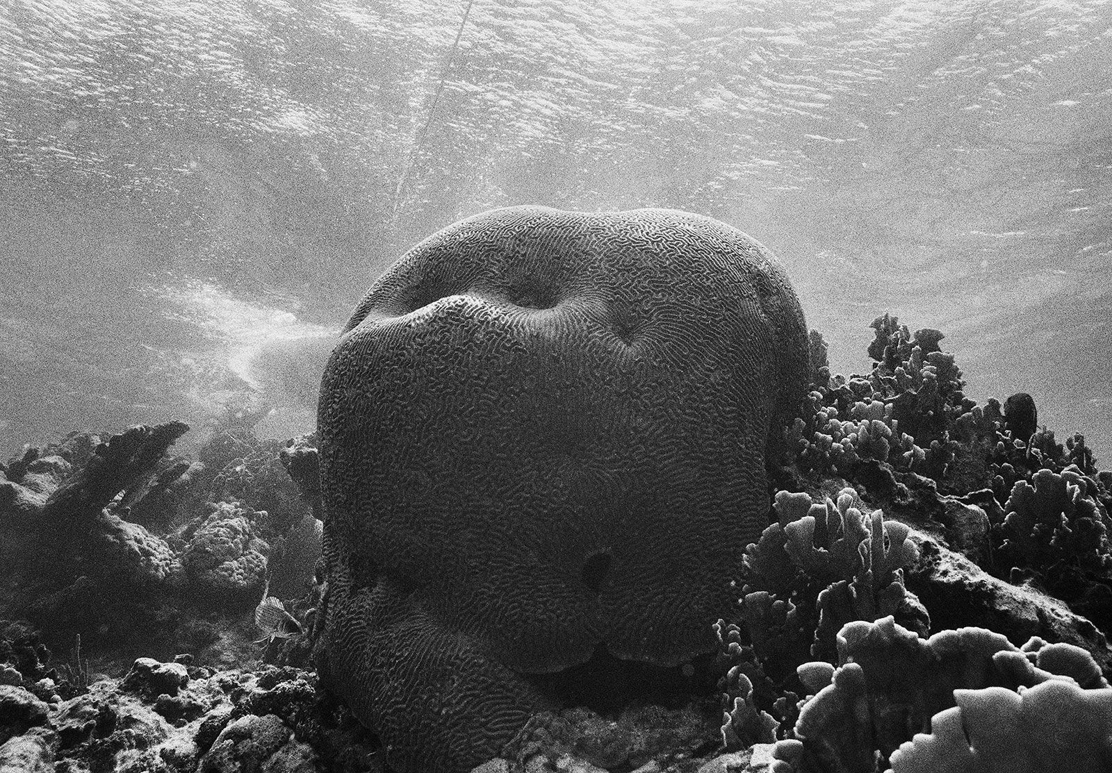 Brain Coral and Anchor Line, Carrie Bow Cay, Belize, 2002 Archival Pigment Print on Hahnemuhle Photo Rag, 17x21" Edition of Three