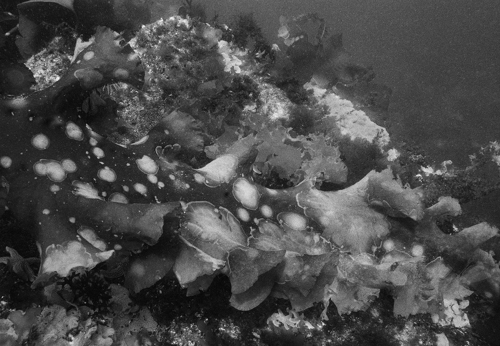 Kelp, Ram Island, Maine, 2000 Archival Pigment Print on Hahnemuhle Photo Rag, 17x21" Edition of Three