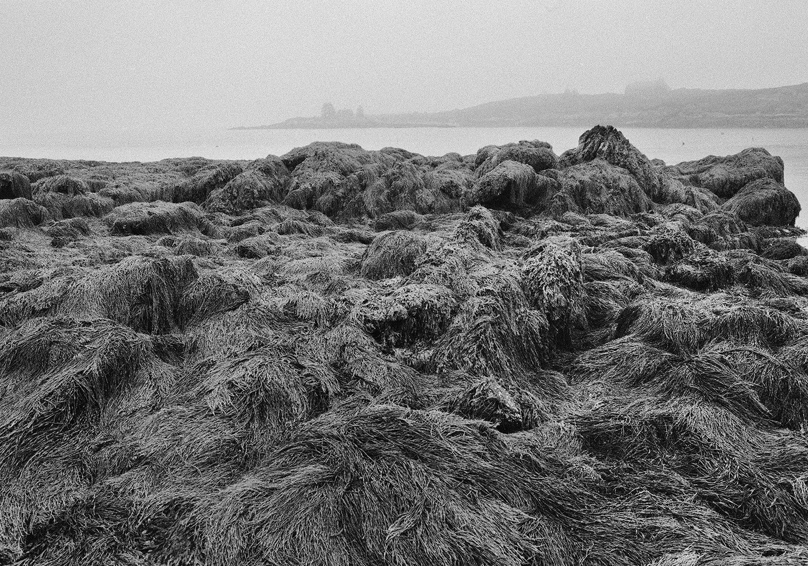 Low Tide, Ram Island, Maine, 2000 Archival Pigment Print on Hahnemuhle Photo Rag, 17x21" Edition of Three