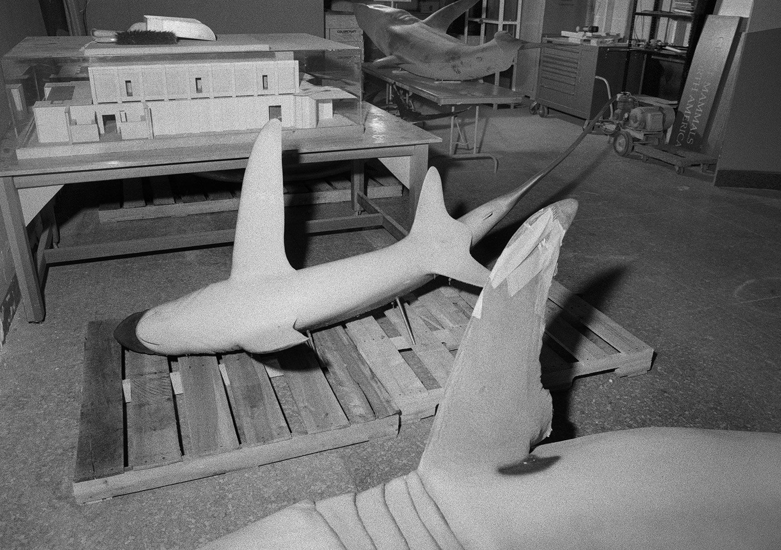 Marine Hall Renovation, Smithsonian Natural History Museum, Washington D.C., 2000 Archival Pigment Print on Hahnemuhle Photo Rag, 17x21" Edition of Three