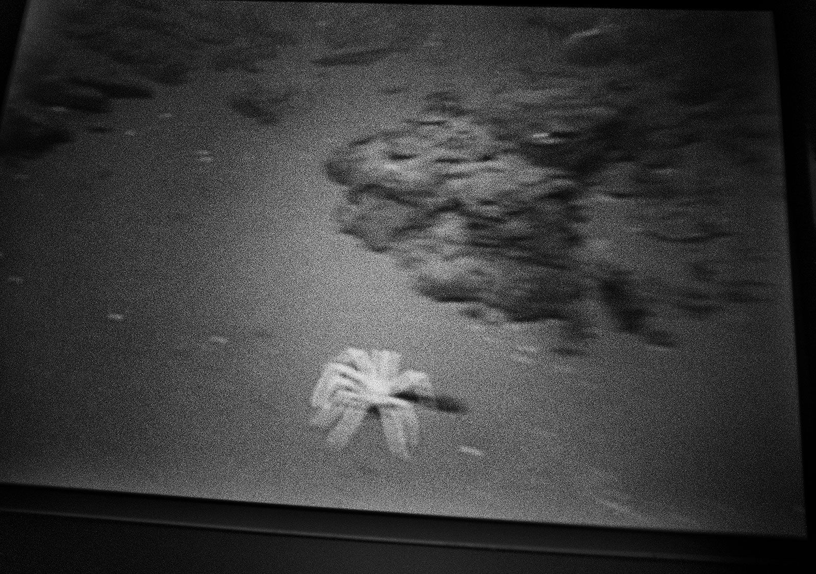 Untitled, Smithsonian Natural History Museum, Washington D.C., 2000 Archival Pigment Print on Hahnemuhle Photo Rag, 17x21" Edition of Three