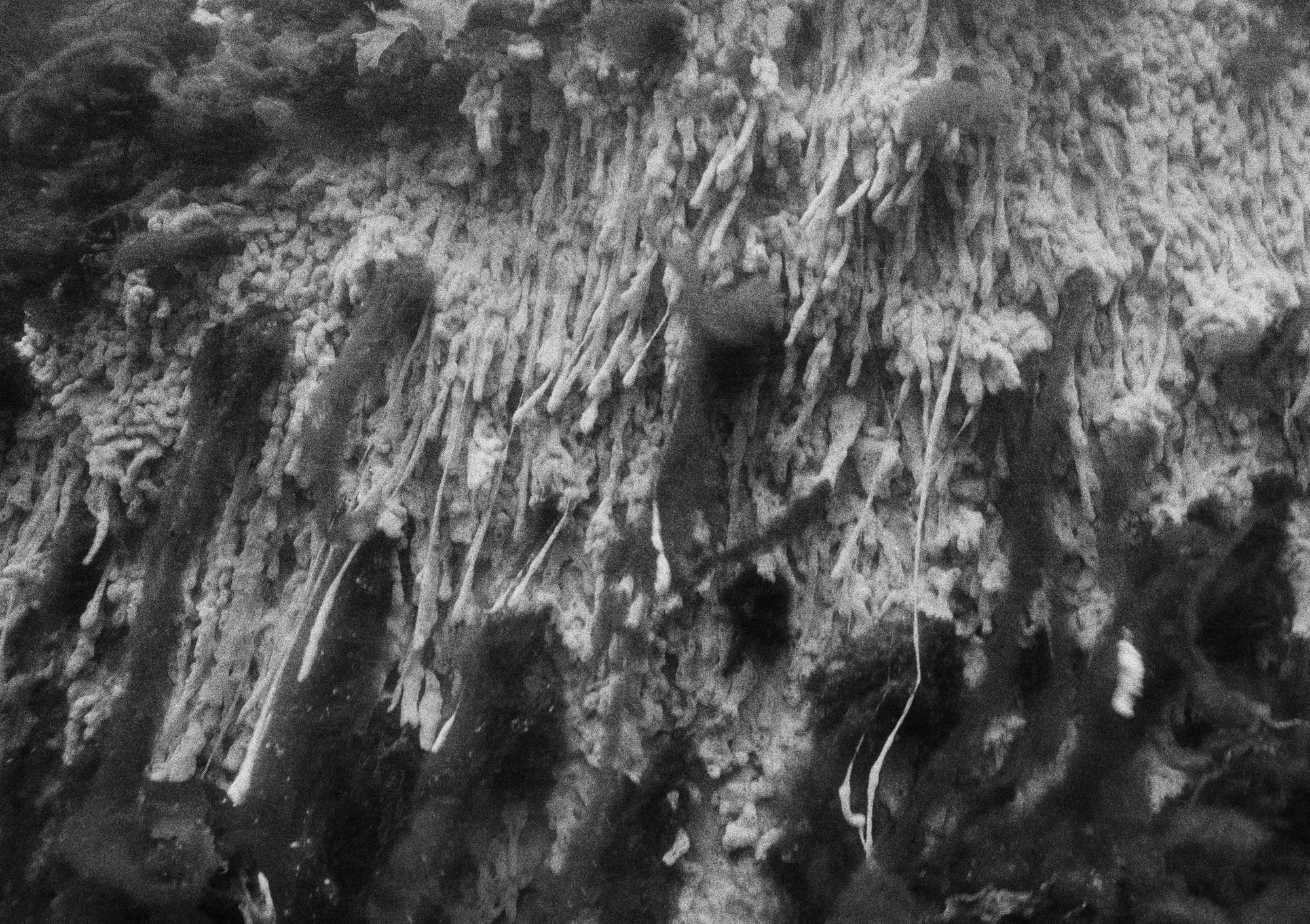 White Sponge Colony, Ram Island, Maine, 2000 Archival Pigment Print on Hahnemuhle Photo Rag, 17x21" Edition of Three