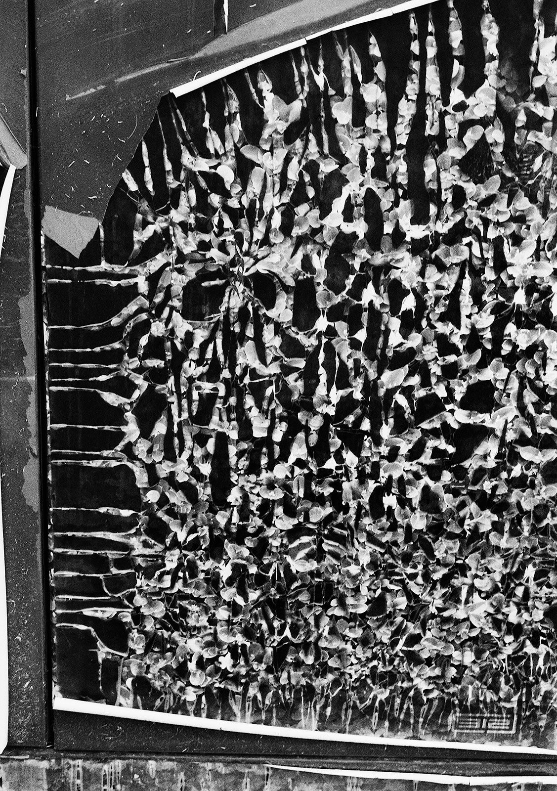 Untitled, La Jolla, California, 2024 Archival Pigment Print on Hahnemuhle Photo Rag , 21x17" Edition of Three