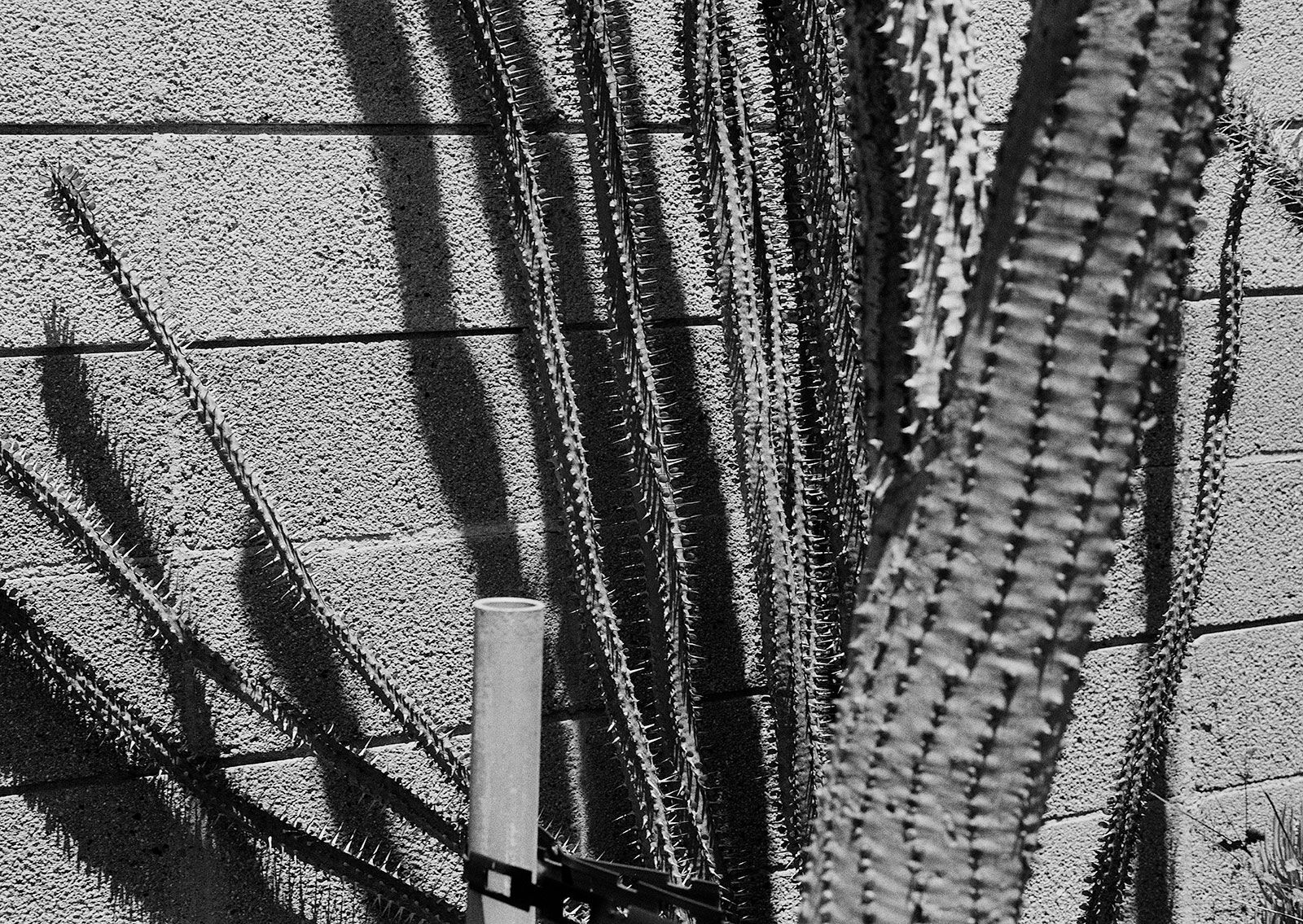 Untitled, San Diego, California, 2024 Archival Pigment Print on Hahnemuhle Photo Rag , 17x21" Edition of Three