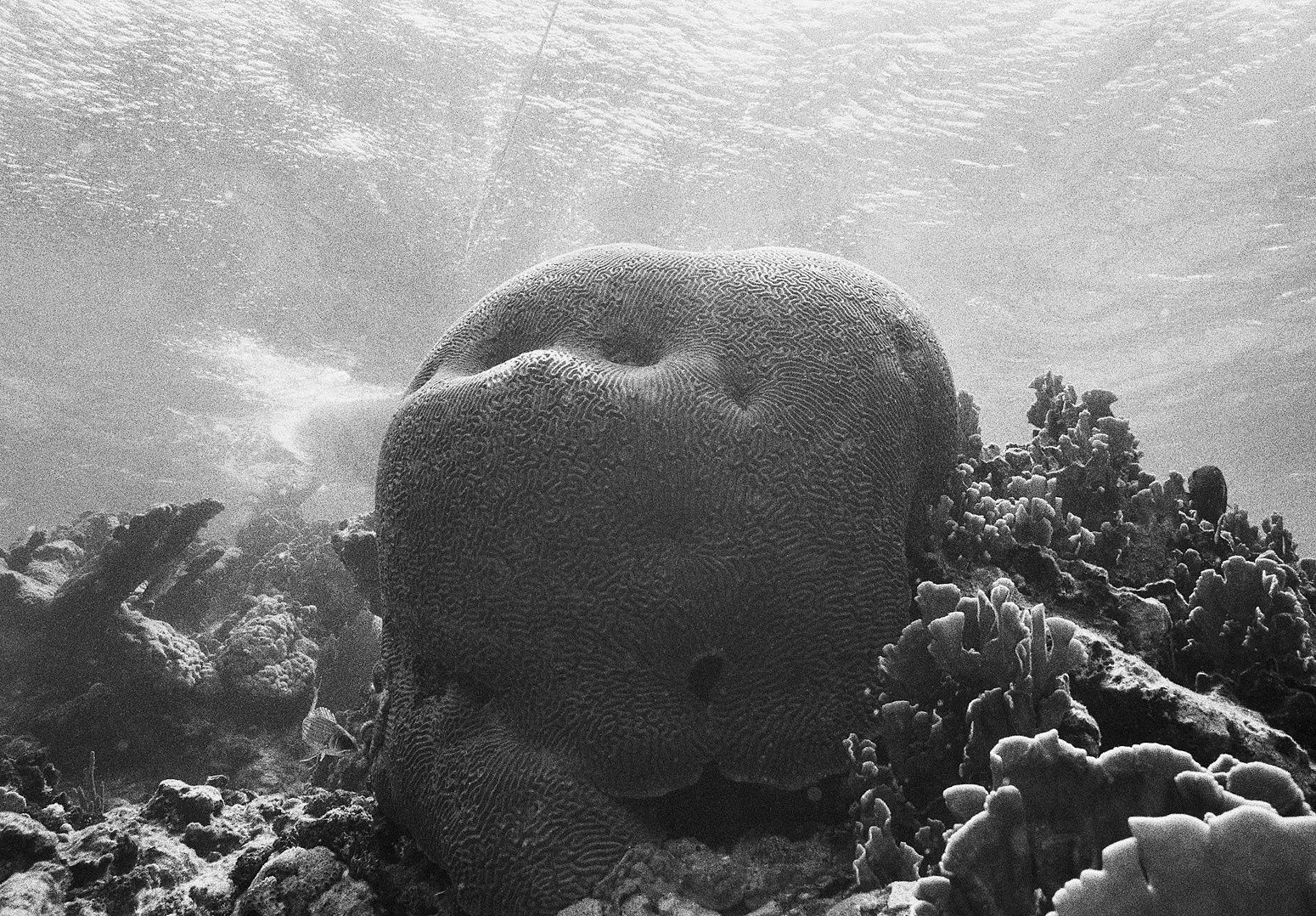 Brain Coral and Anchor Line, Carrie Bow Cay, Belize, 2002 Archival Pigment Print on Hahnemuhle Photo Rag, 17x21" Edition of Three