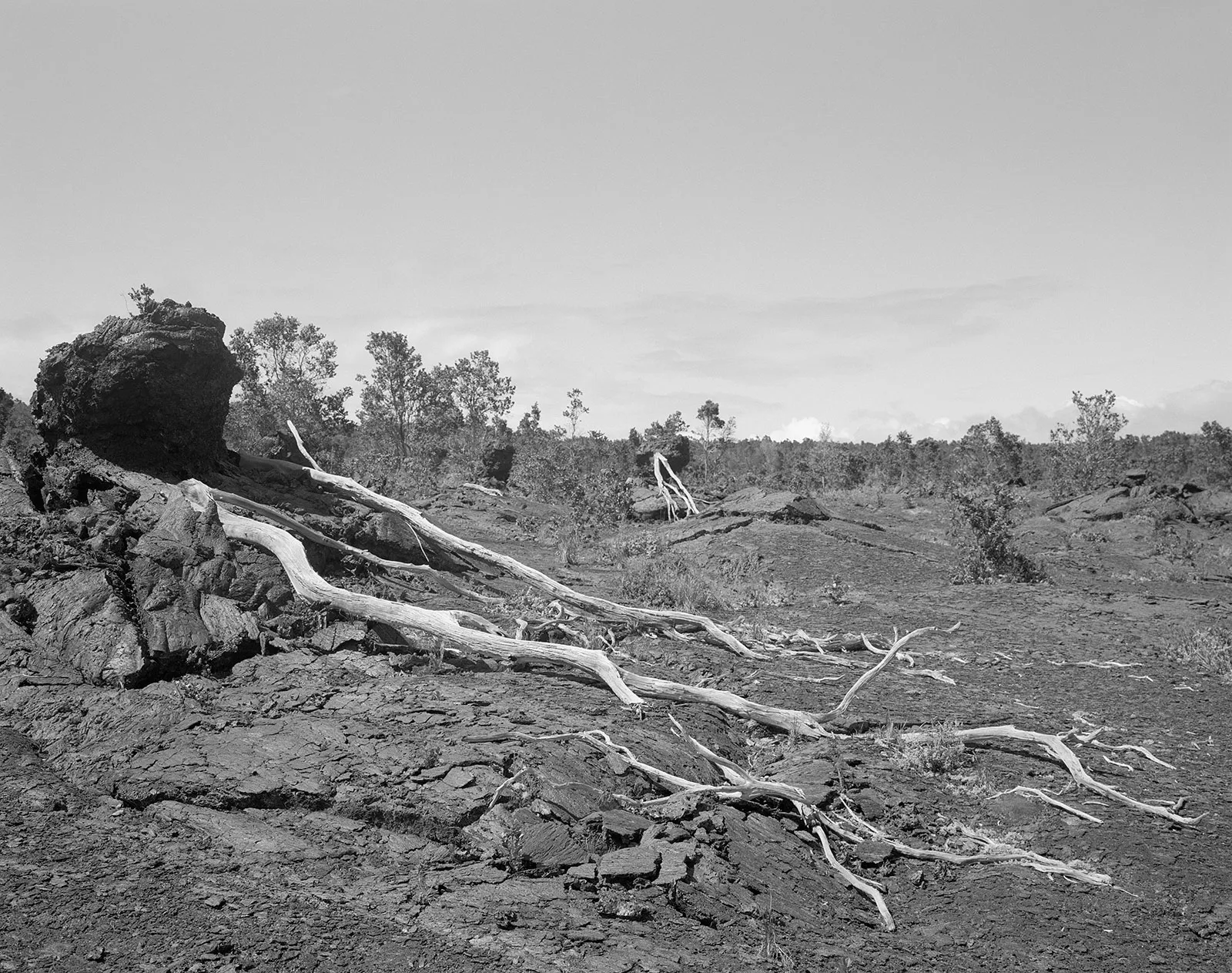 Lava Tree, East Rift Zone, Hawai'i, 2007 Selenium Toned Silver Gelatin Print, 16x20" Edition of Three