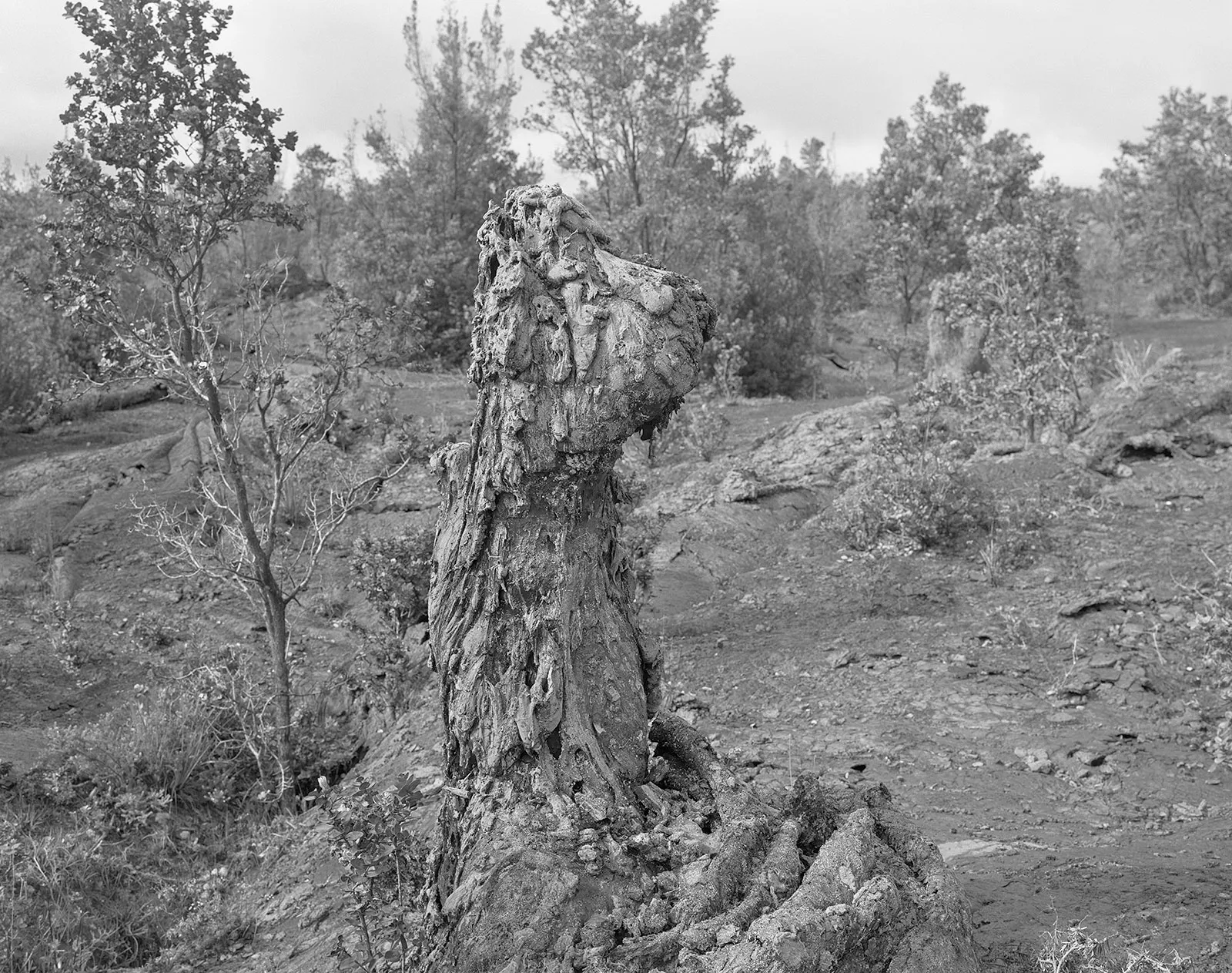 Lava Tree, East Rift Zone, Hawai'i, 2009 Selenium Toned Silver Gelatin Print, 16x20" Edition of Three